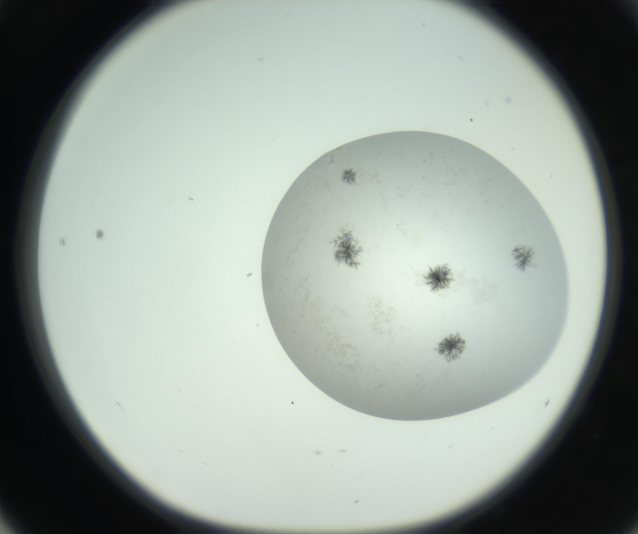 RI01_03_000_0212_Proj1_Clon1_MC_0000MC102779_002_160929_04_05_01_00_99_002_001_RAI.jpg
