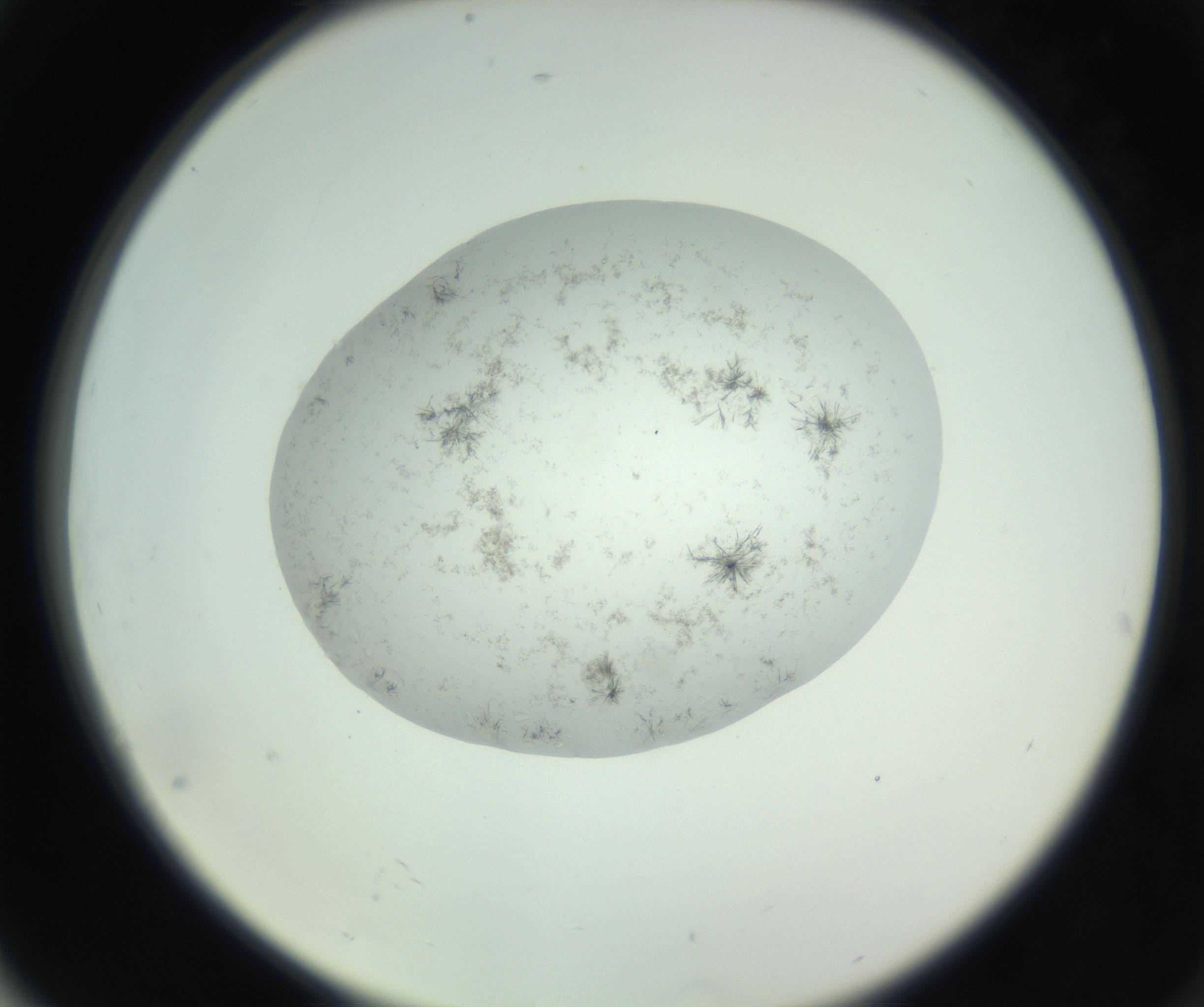 RI01_03_000_0212_Proj1_Clon1_MC_0000MC102779_002_160929_04_07_02_00_99_002_001_RAI.jpg