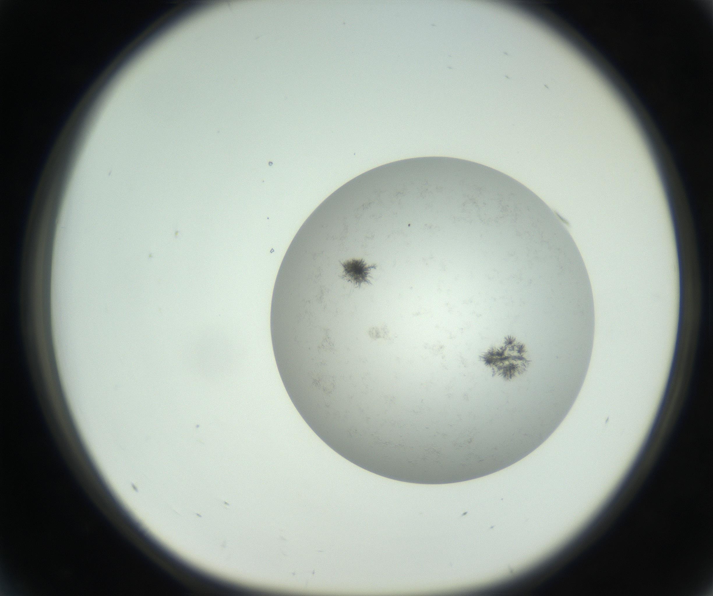 RI01_03_000_0212_Proj1_Clon1_MC_0000MC102779_002_160929_05_04_01_00_99_002_001_RAI.jpg