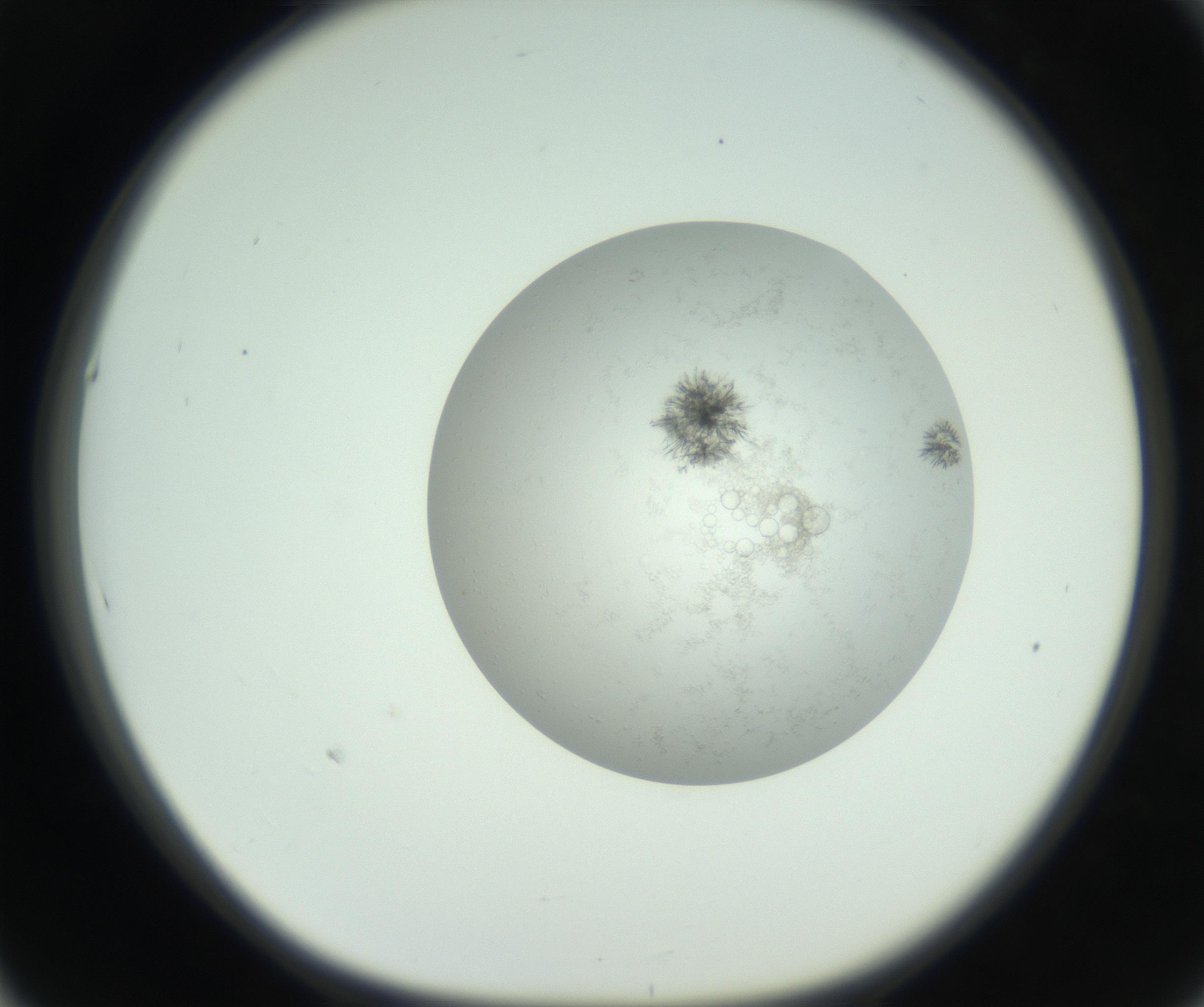 RI01_03_000_0212_Proj1_Clon1_MC_0000MC102779_002_160929_05_05_01_00_99_002_001_RAI.jpg