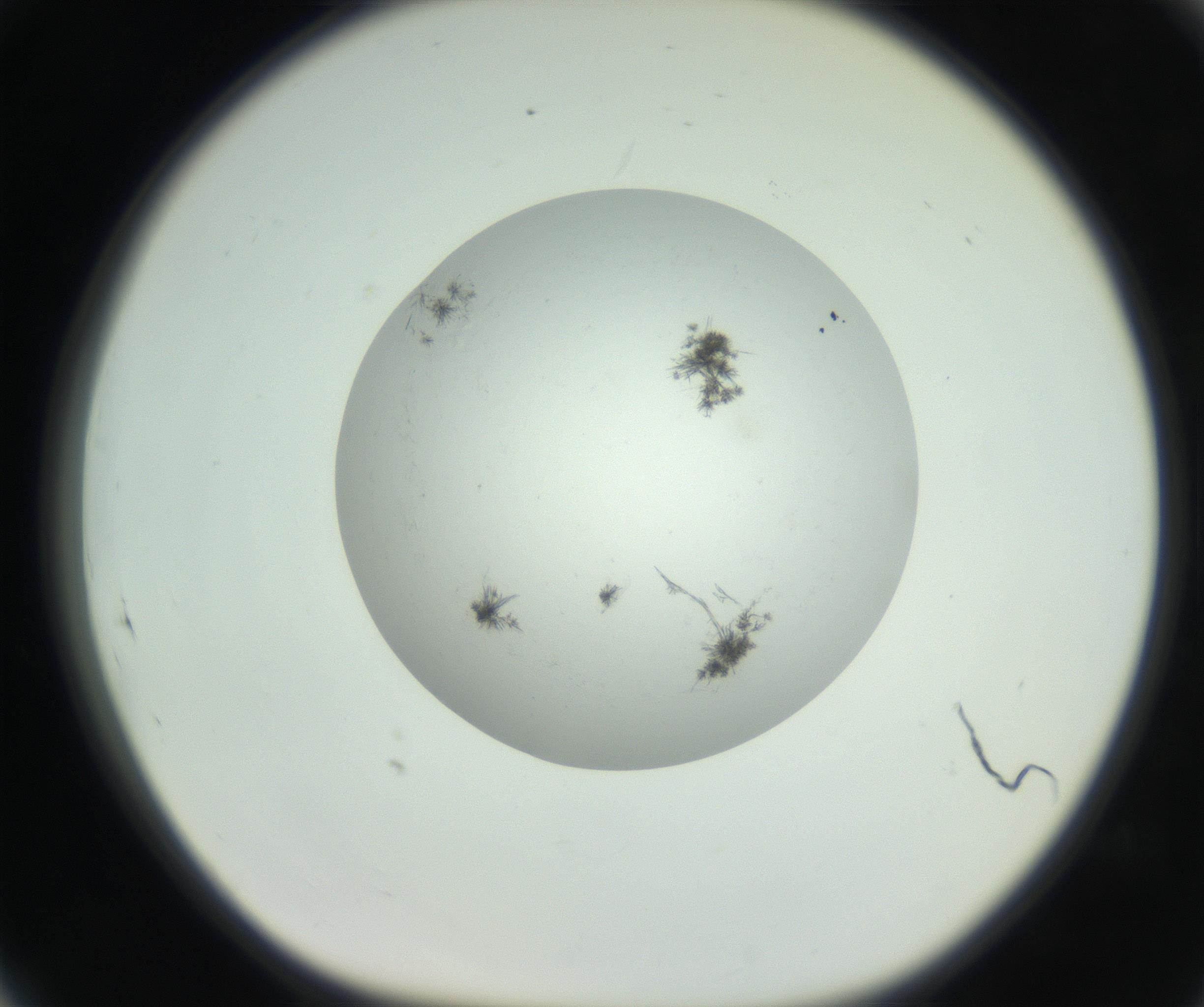 RI01_03_000_0212_Proj1_Clon1_MC_0000MC102779_002_160929_05_08_01_00_99_002_001_RAI.jpg