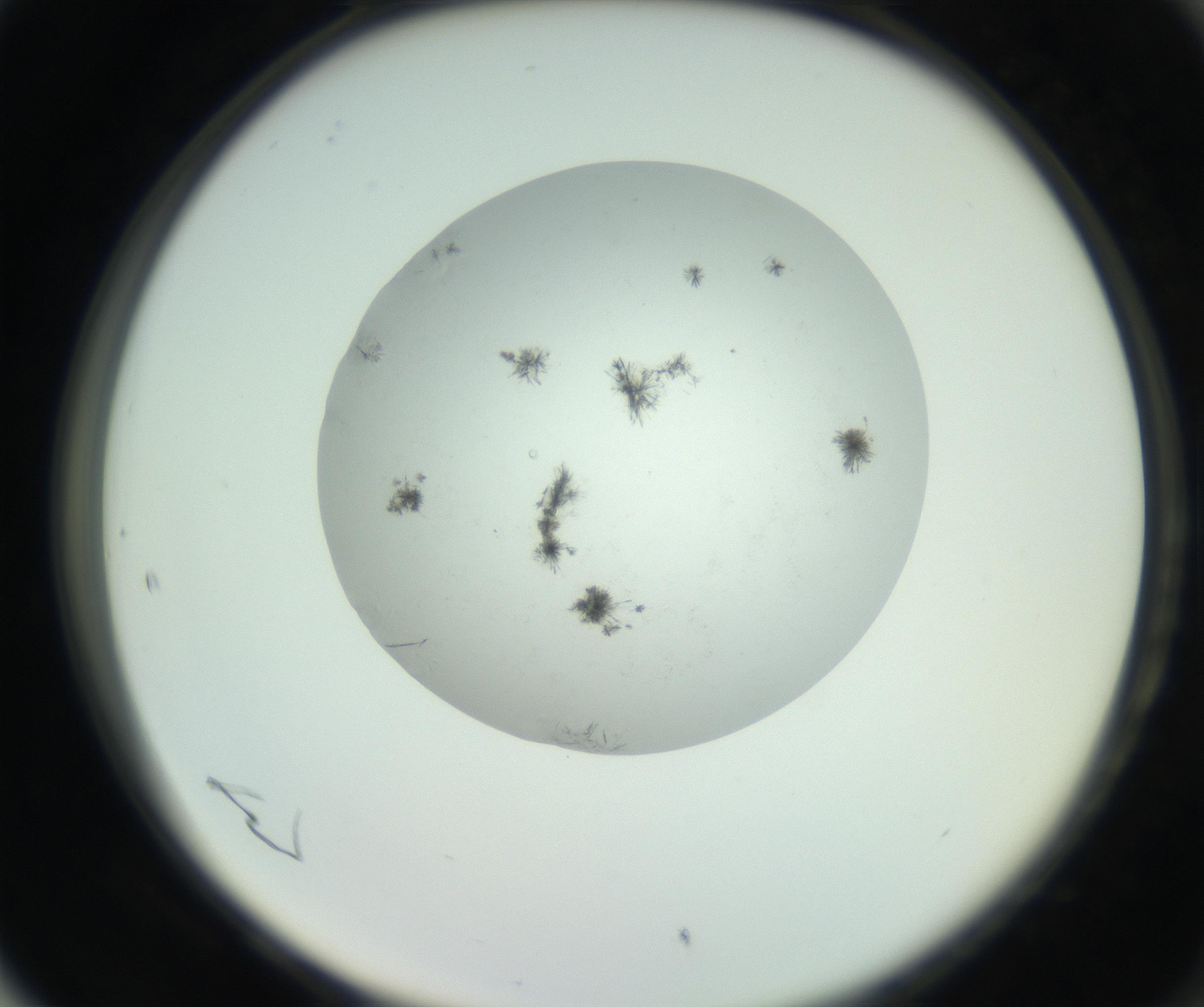 RI01_03_000_0212_Proj1_Clon1_MC_0000MC102779_002_160929_05_08_02_00_99_002_001_RAI.jpg