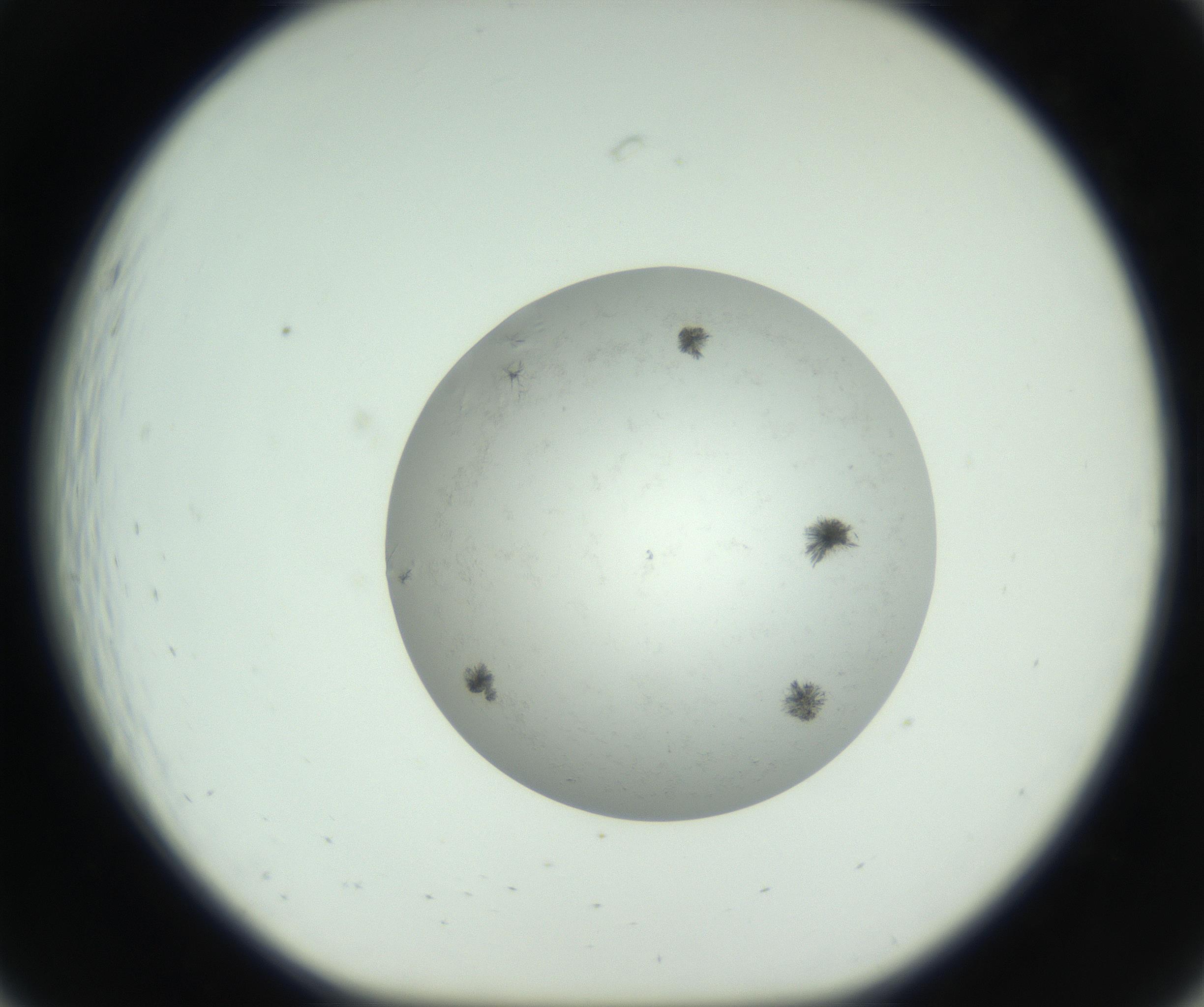 RI01_03_000_0212_Proj1_Clon1_MC_0000MC102779_002_160929_07_02_01_00_99_002_001_RAI.jpg