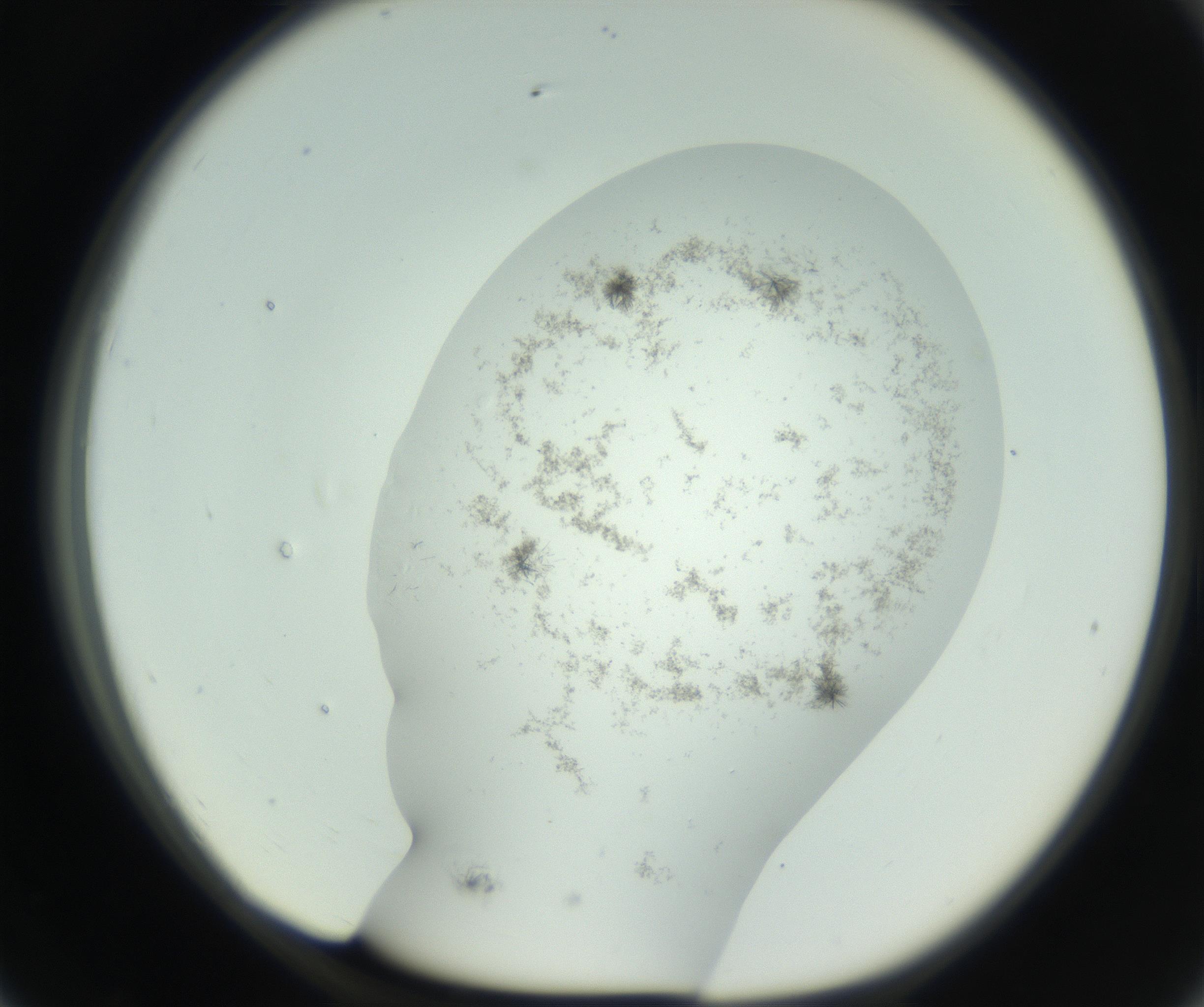 RI01_03_000_0212_Proj1_Clon1_MC_0000MC102779_002_160929_07_07_01_00_99_002_001_RAI.jpg