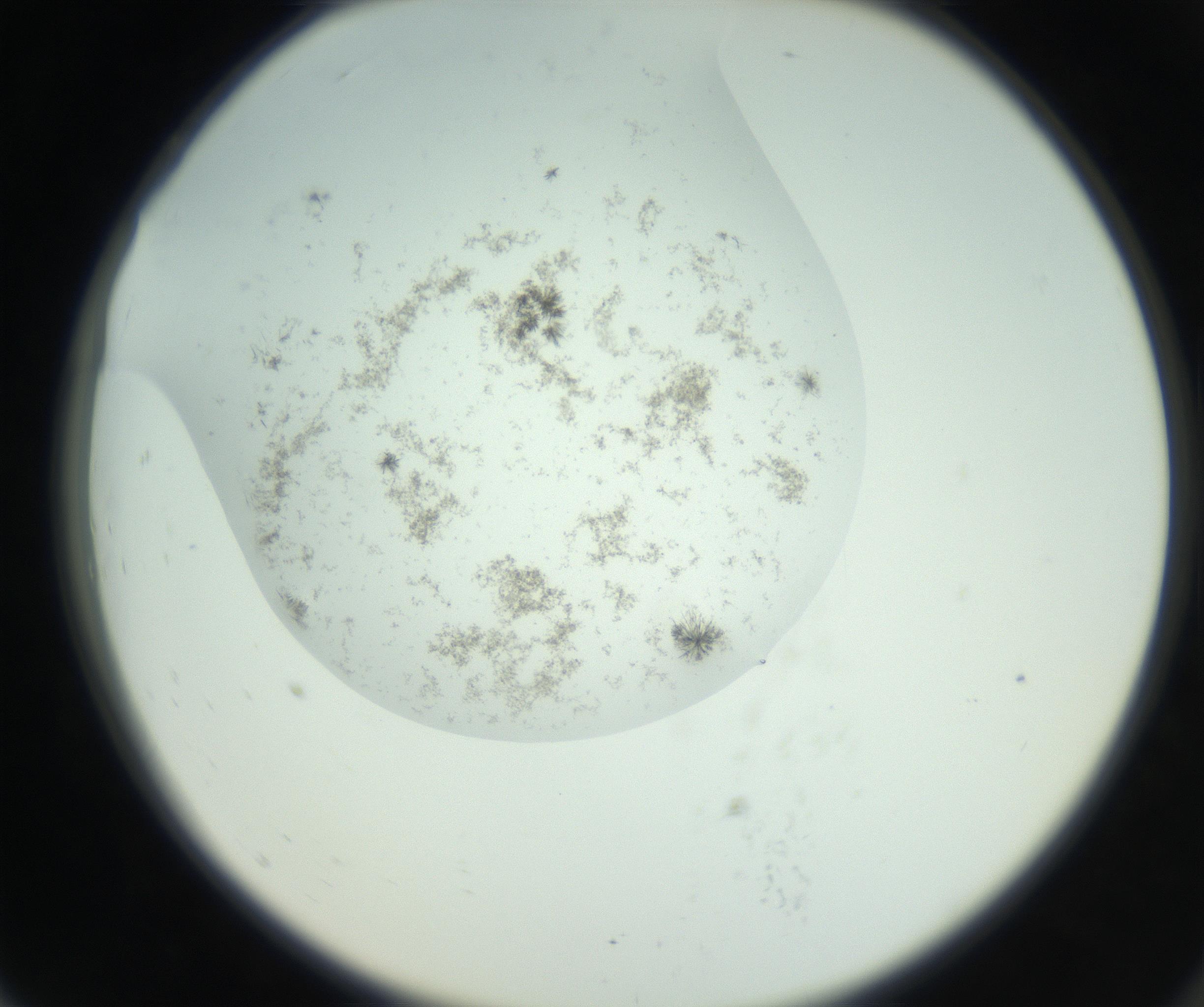 RI01_03_000_0212_Proj1_Clon1_MC_0000MC102779_002_160929_07_07_02_00_99_002_001_RAI.jpg