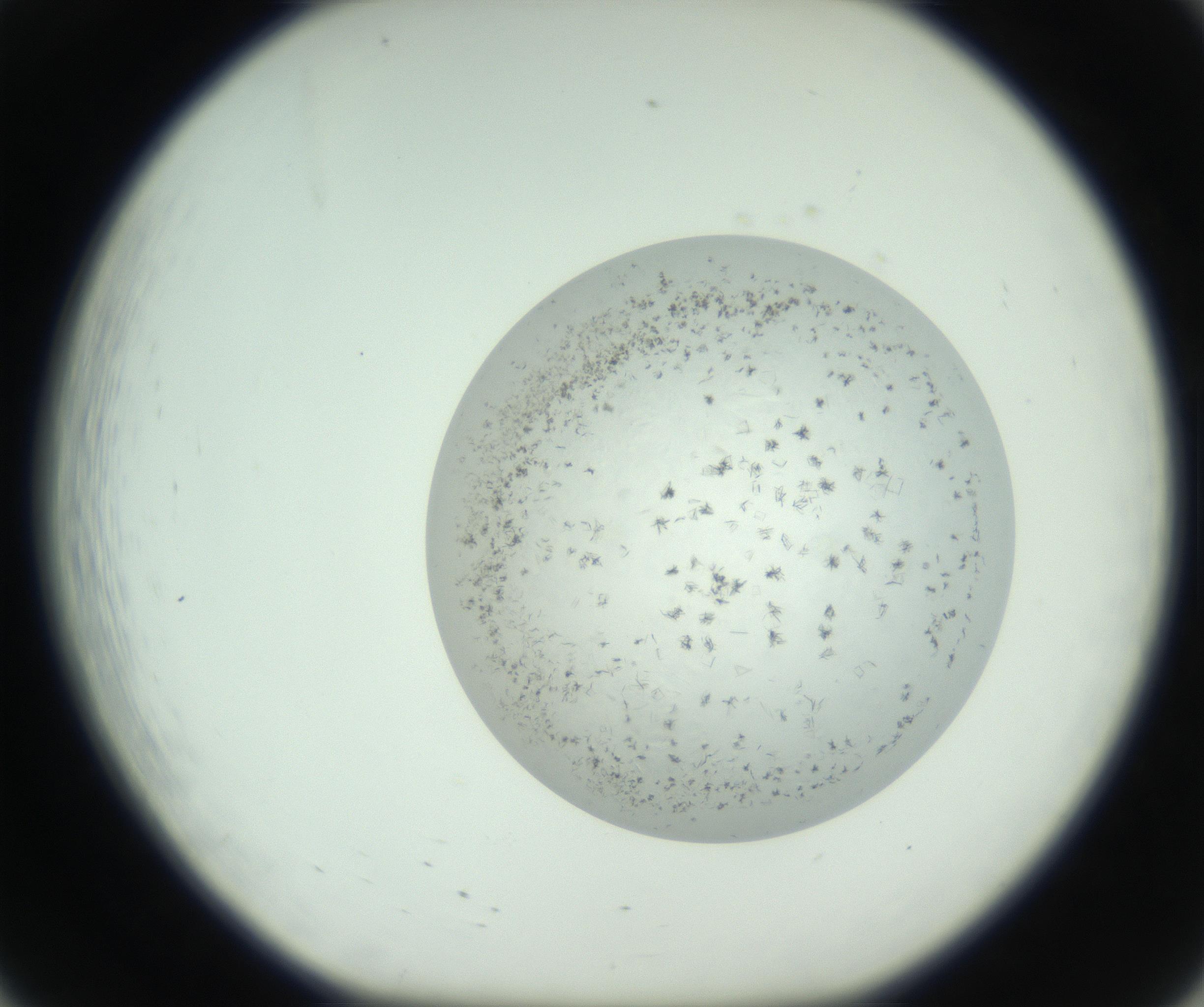 RI01_03_000_0212_Proj1_Clon1_MC_0000MC102779_002_160929_08_02_01_00_99_002_001_RAI.jpg