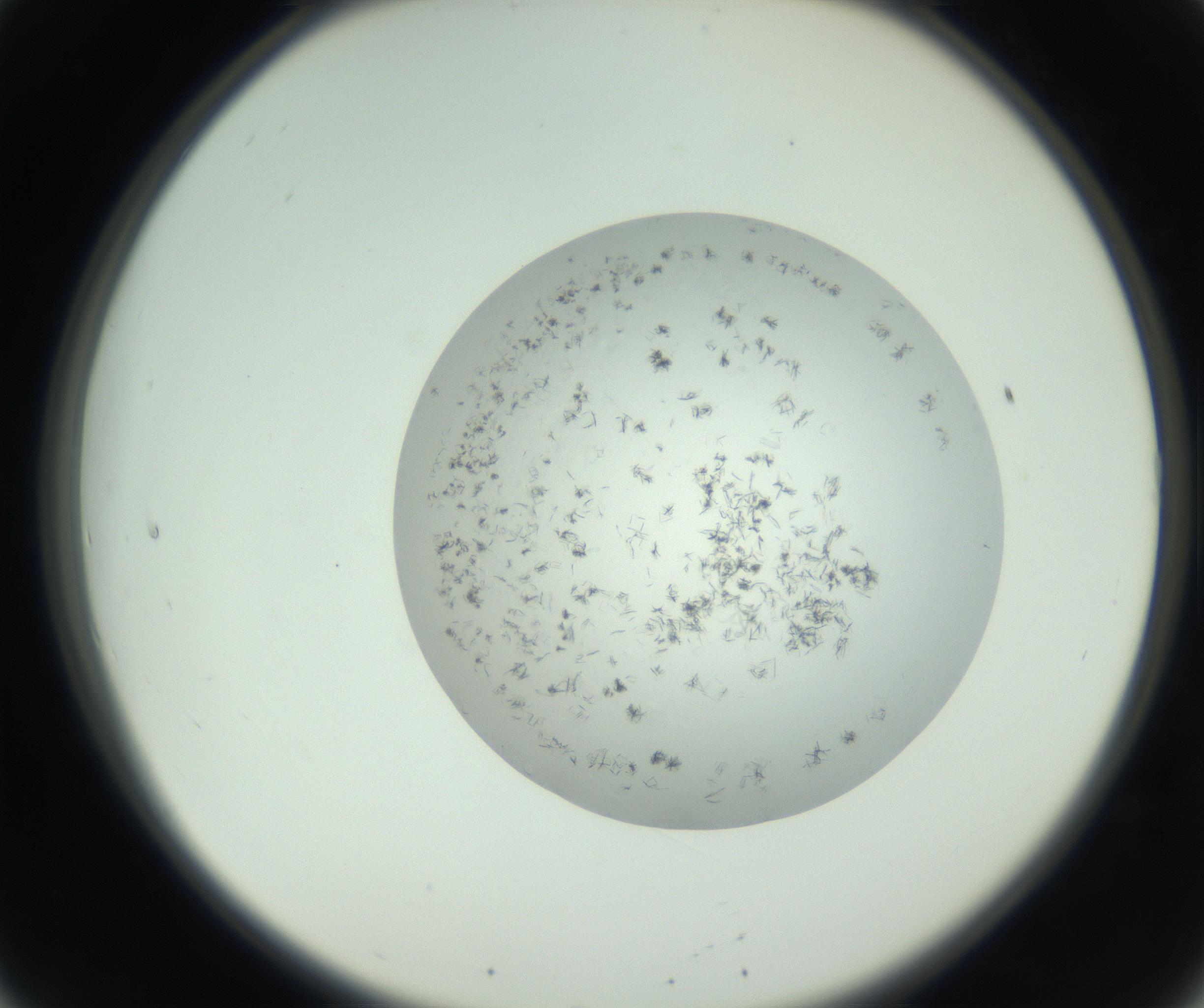 RI01_03_000_0212_Proj1_Clon1_MC_0000MC102779_002_160929_08_02_02_00_99_002_001_RAI.jpg
