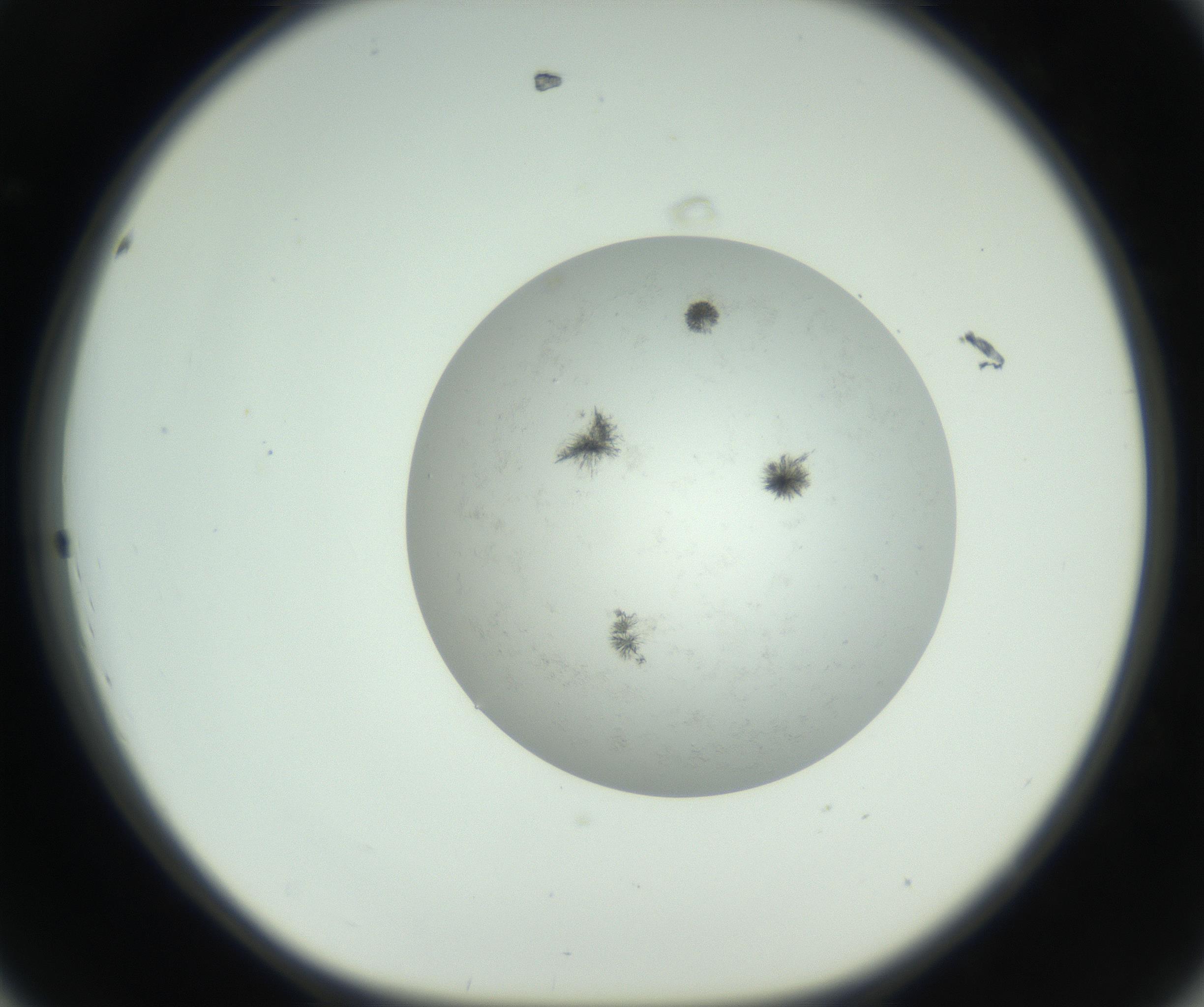 RI01_03_000_0212_Proj1_Clon1_MC_0000MC102779_002_160929_08_04_01_00_99_002_001_RAI.jpg