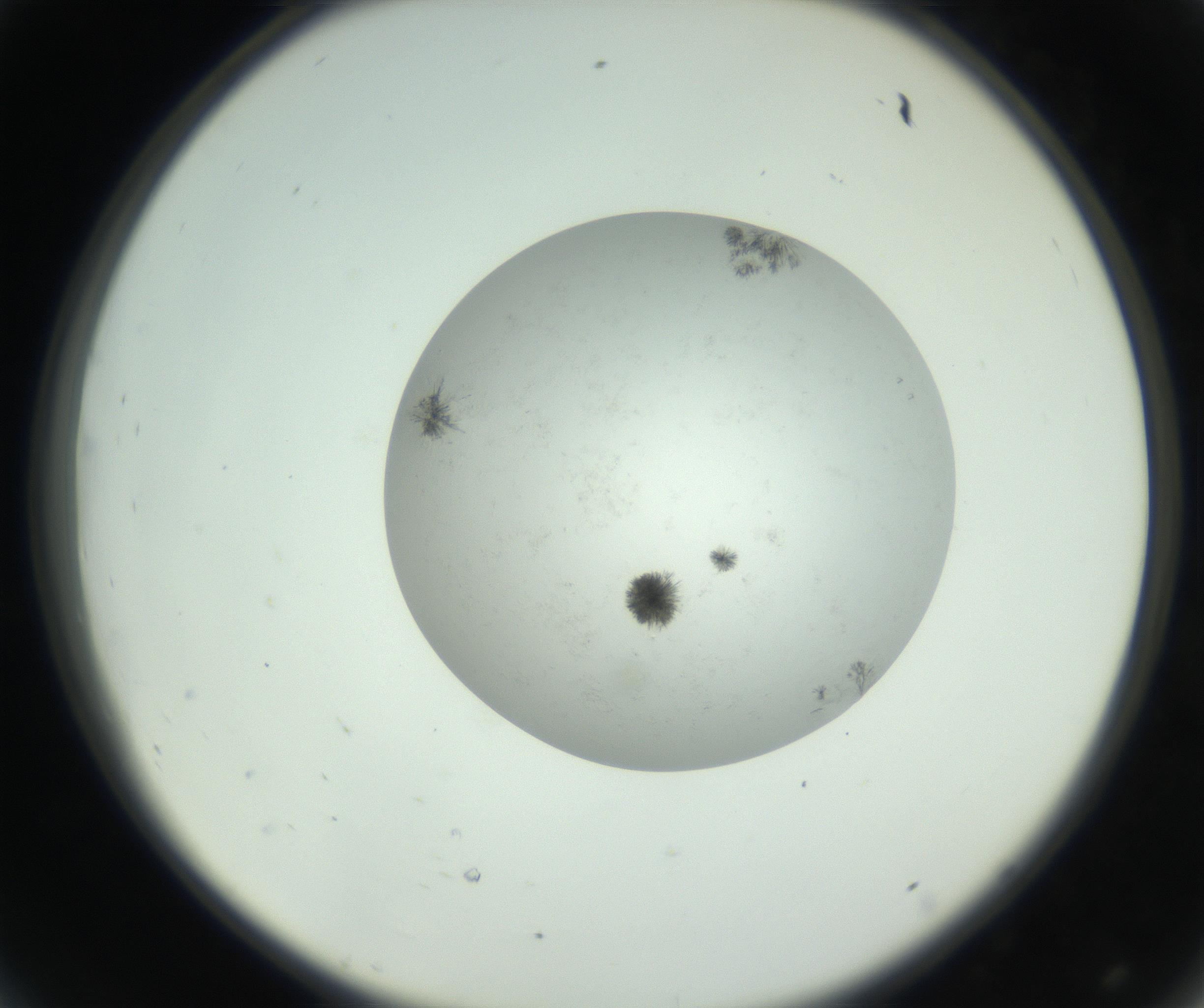 RI01_03_000_0212_Proj1_Clon1_MC_0000MC102779_002_160929_08_04_02_00_99_002_001_RAI.jpg