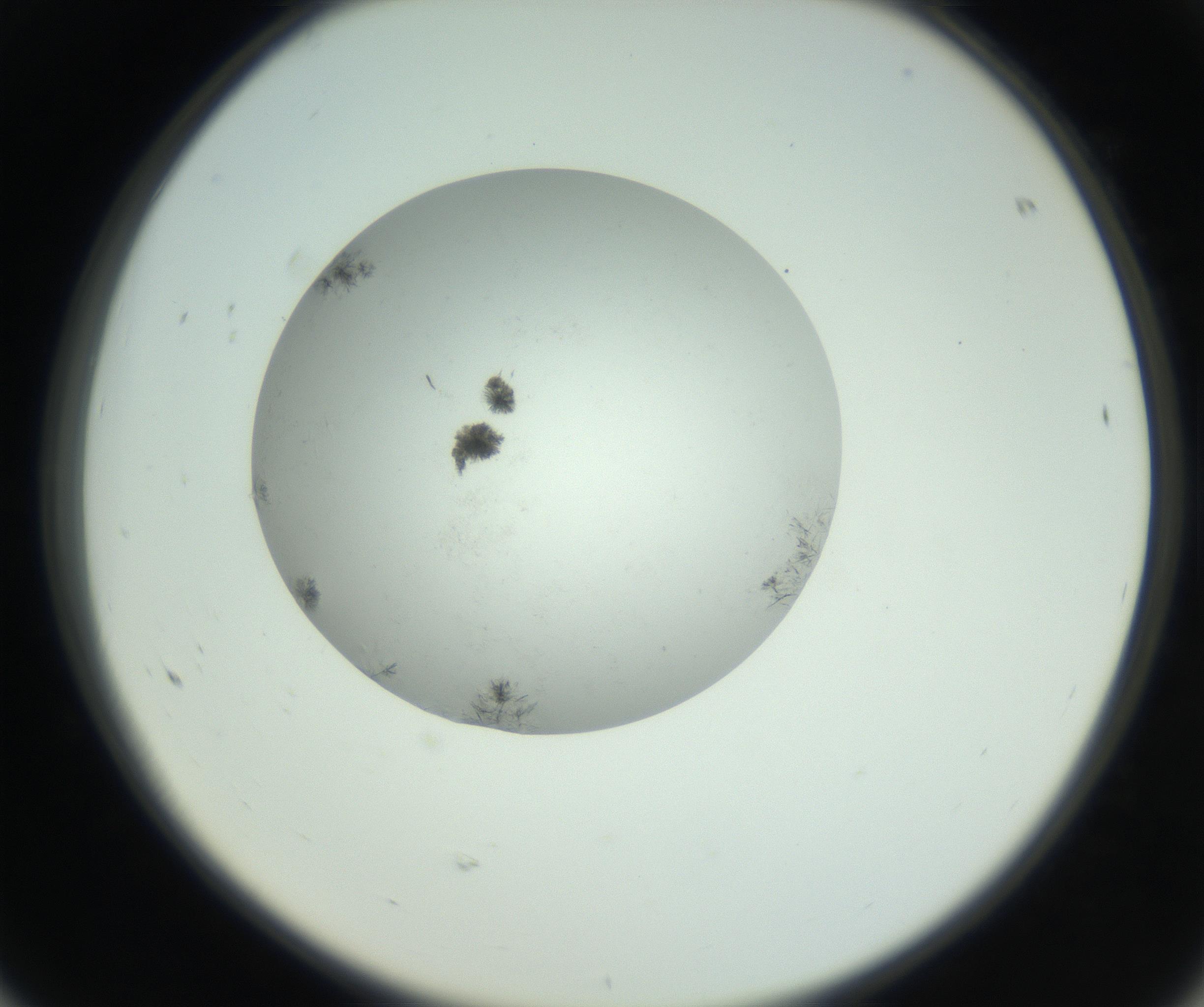 RI01_03_000_0212_Proj1_Clon1_MC_0000MC102779_002_160929_08_06_02_00_99_002_001_RAI.jpg
