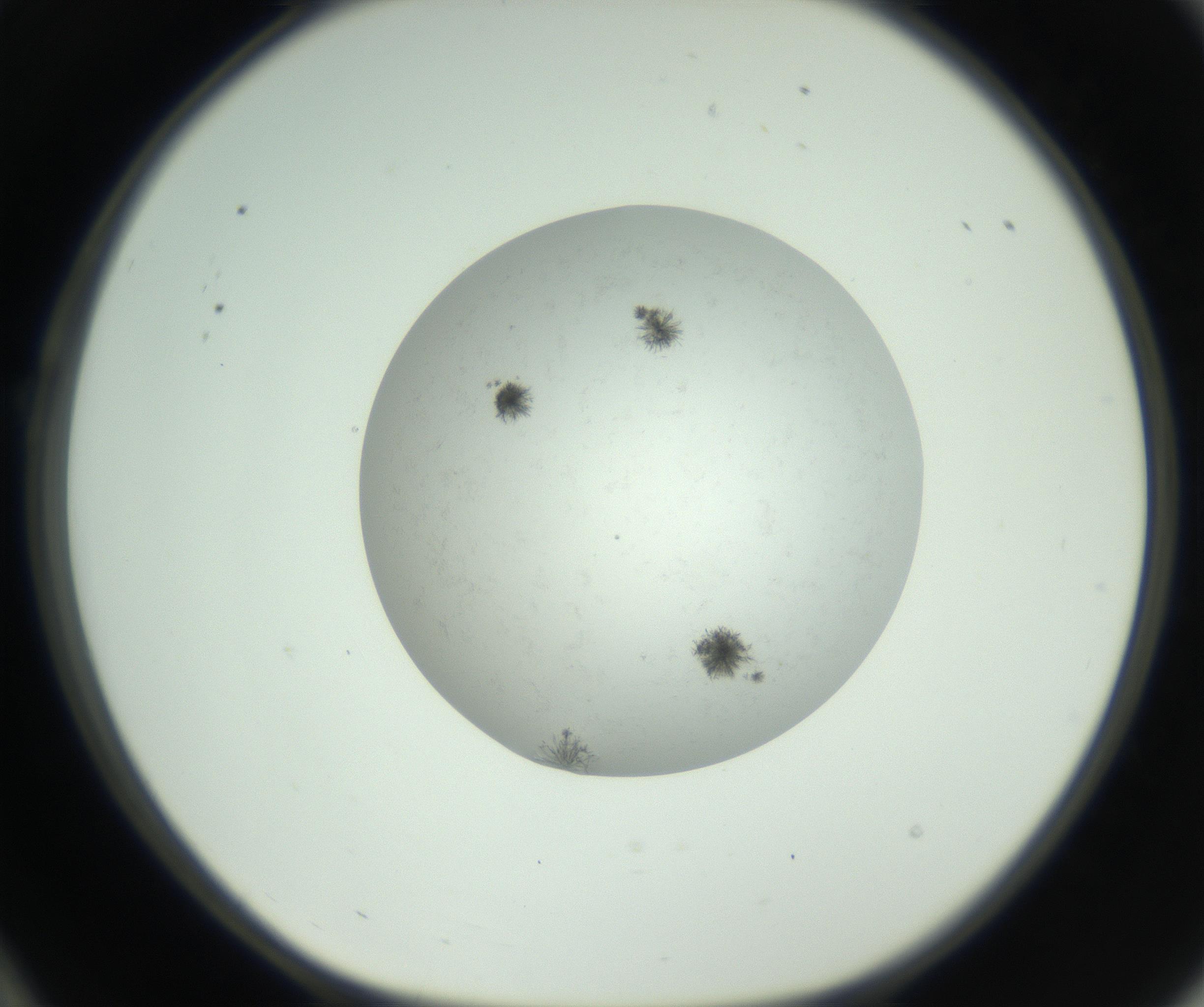 RI01_03_000_0212_Proj1_Clon1_MC_0000MC102779_002_160929_10_02_01_00_99_002_001_RAI.jpg