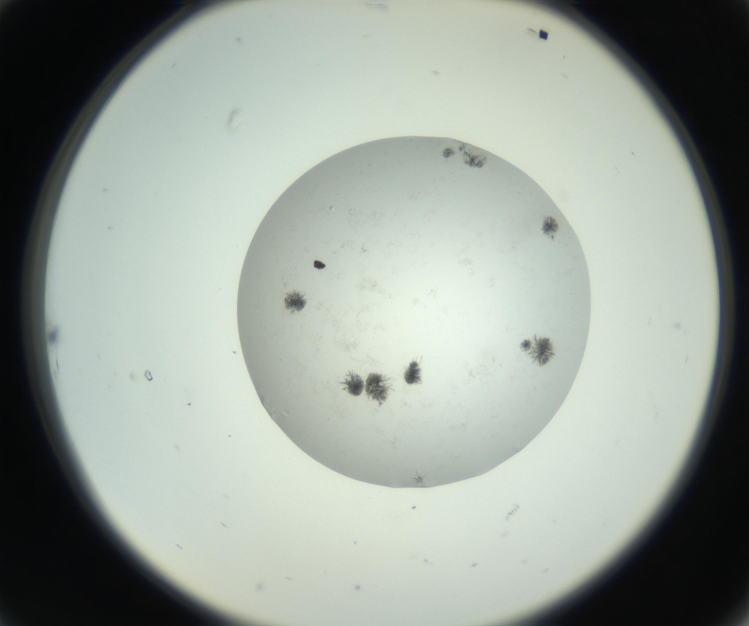RI01_03_000_0212_Proj1_Clon1_MC_0000MC102779_002_160929_10_02_02_00_99_002_001_RAI.jpg