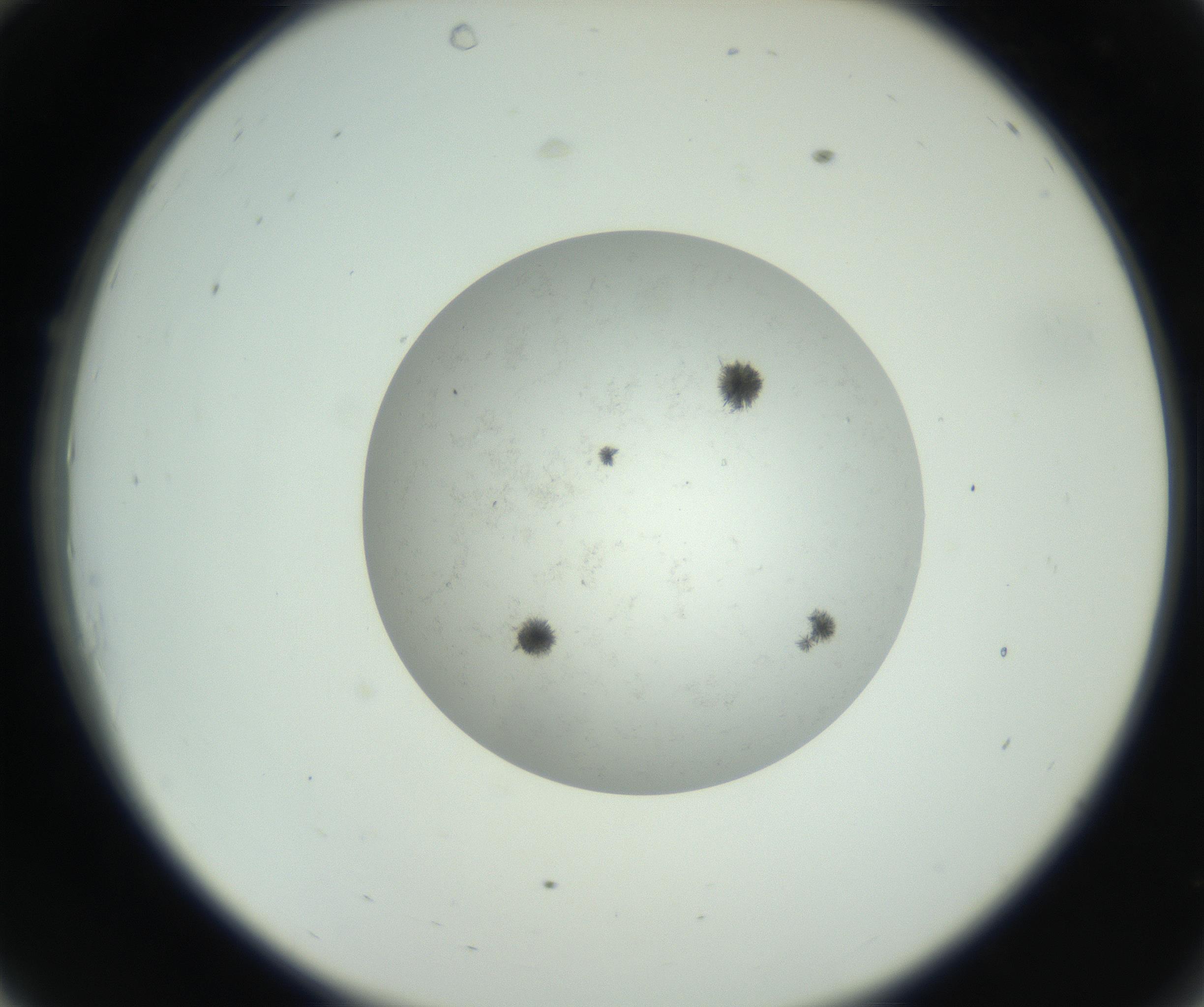 RI01_03_000_0212_Proj1_Clon1_MC_0000MC102779_002_160929_10_03_02_00_99_002_001_RAI.jpg