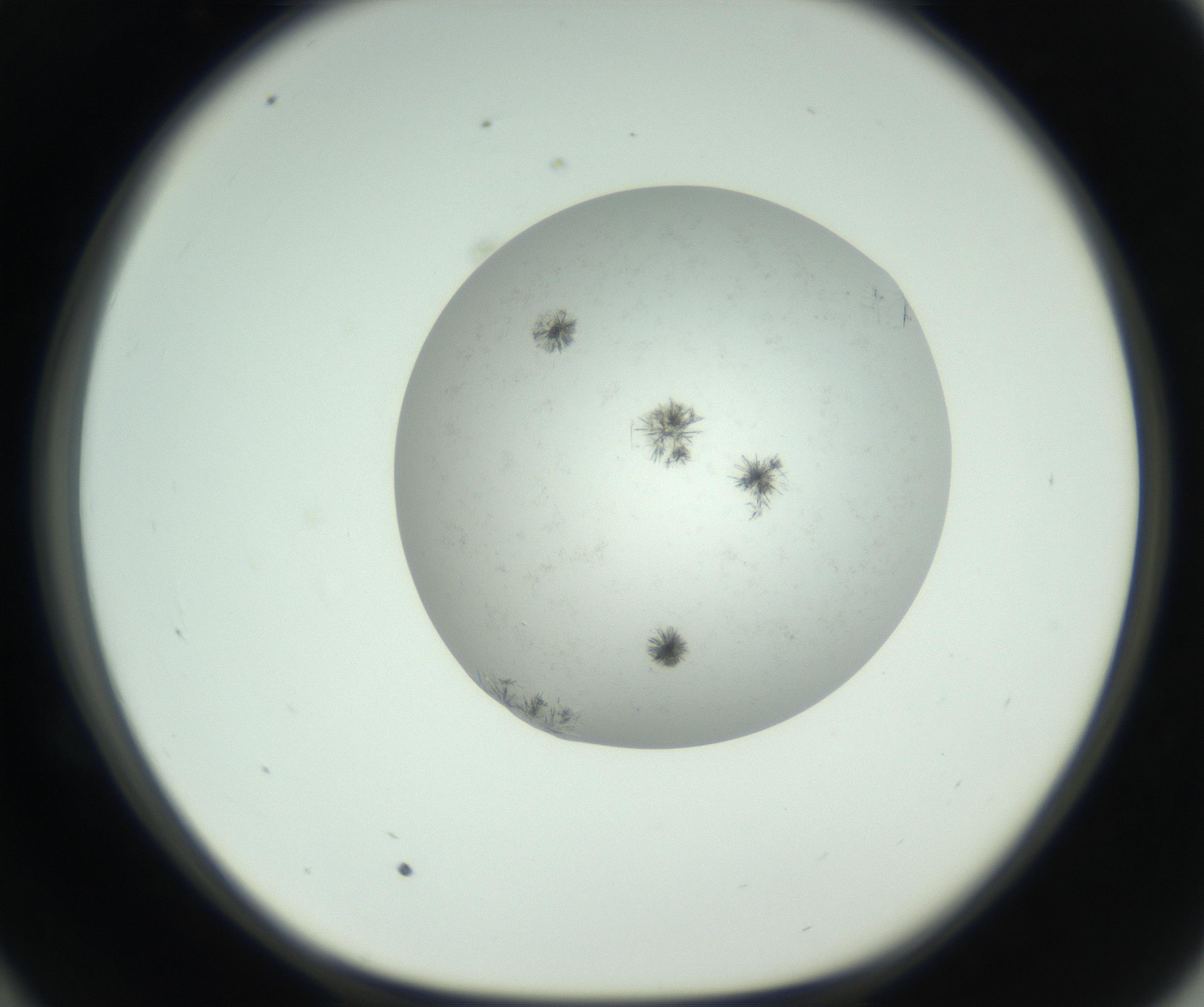 RI01_03_000_0212_Proj1_Clon1_MC_0000MC102779_002_160929_10_05_01_00_99_002_001_RAI.jpg