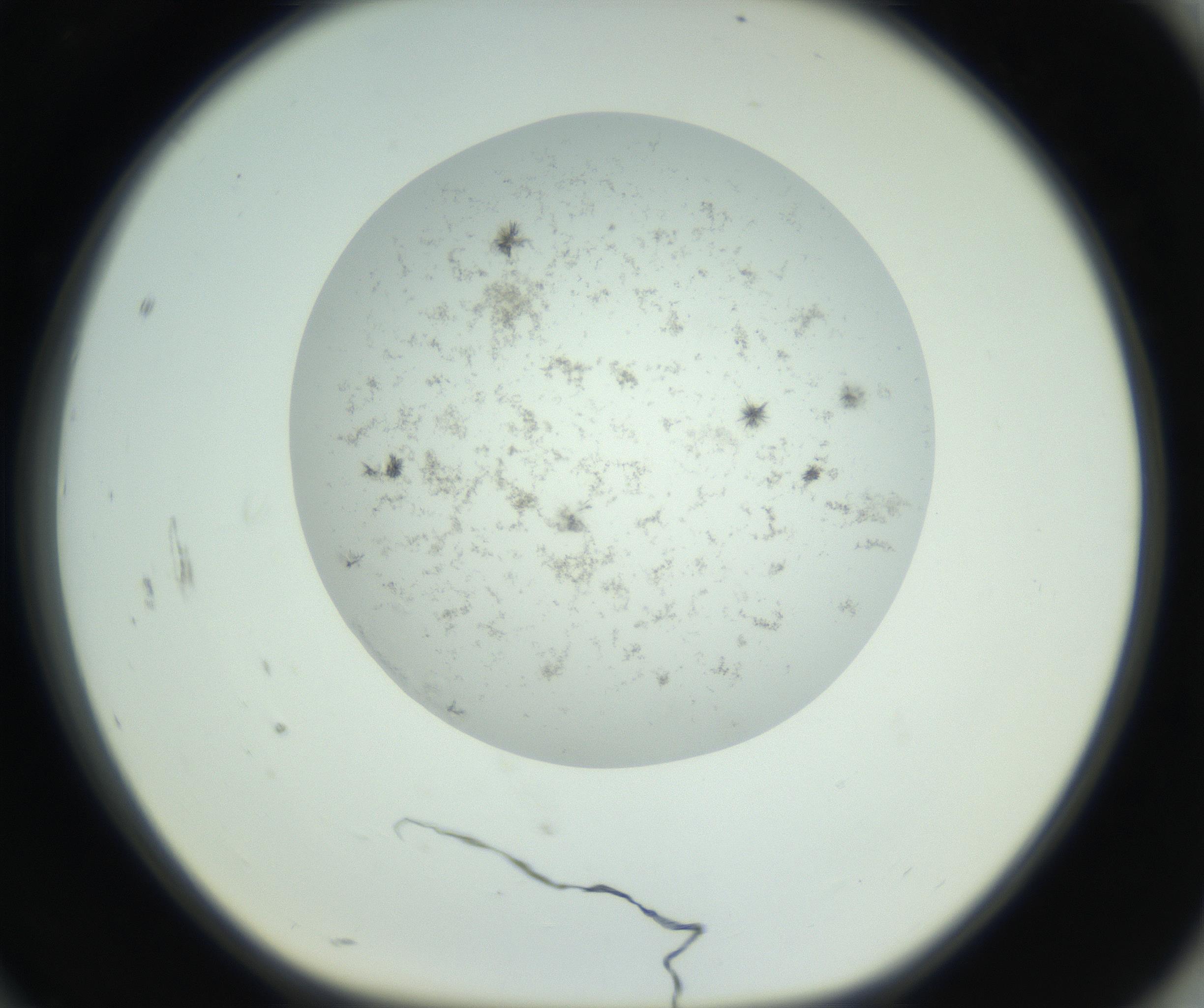 RI01_03_000_0212_Proj1_Clon1_MC_0000MC102779_002_160929_10_08_01_00_99_002_001_RAI.jpg