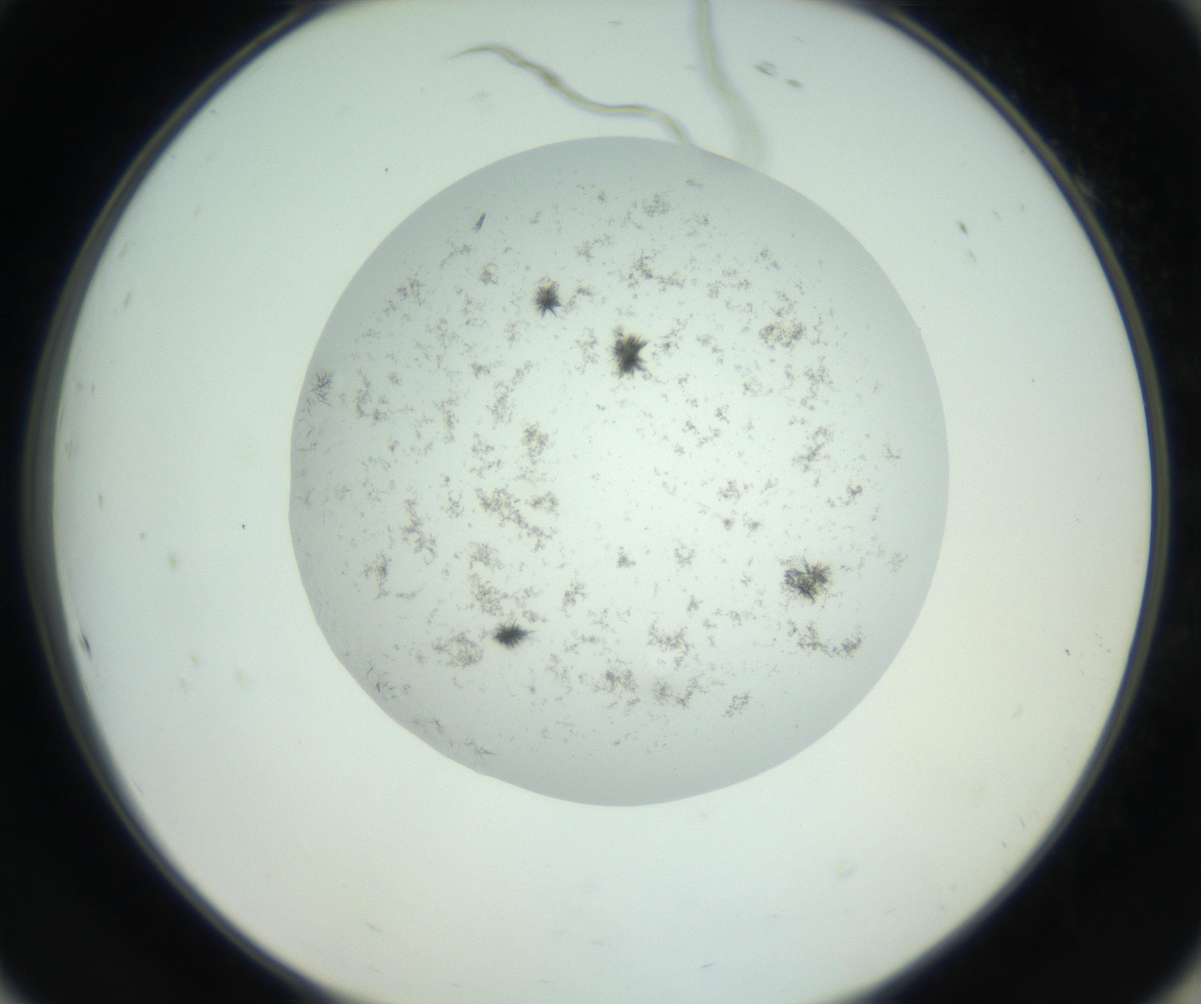 RI01_03_000_0212_Proj1_Clon1_MC_0000MC102779_002_160929_10_08_02_00_99_002_001_RAI.jpg