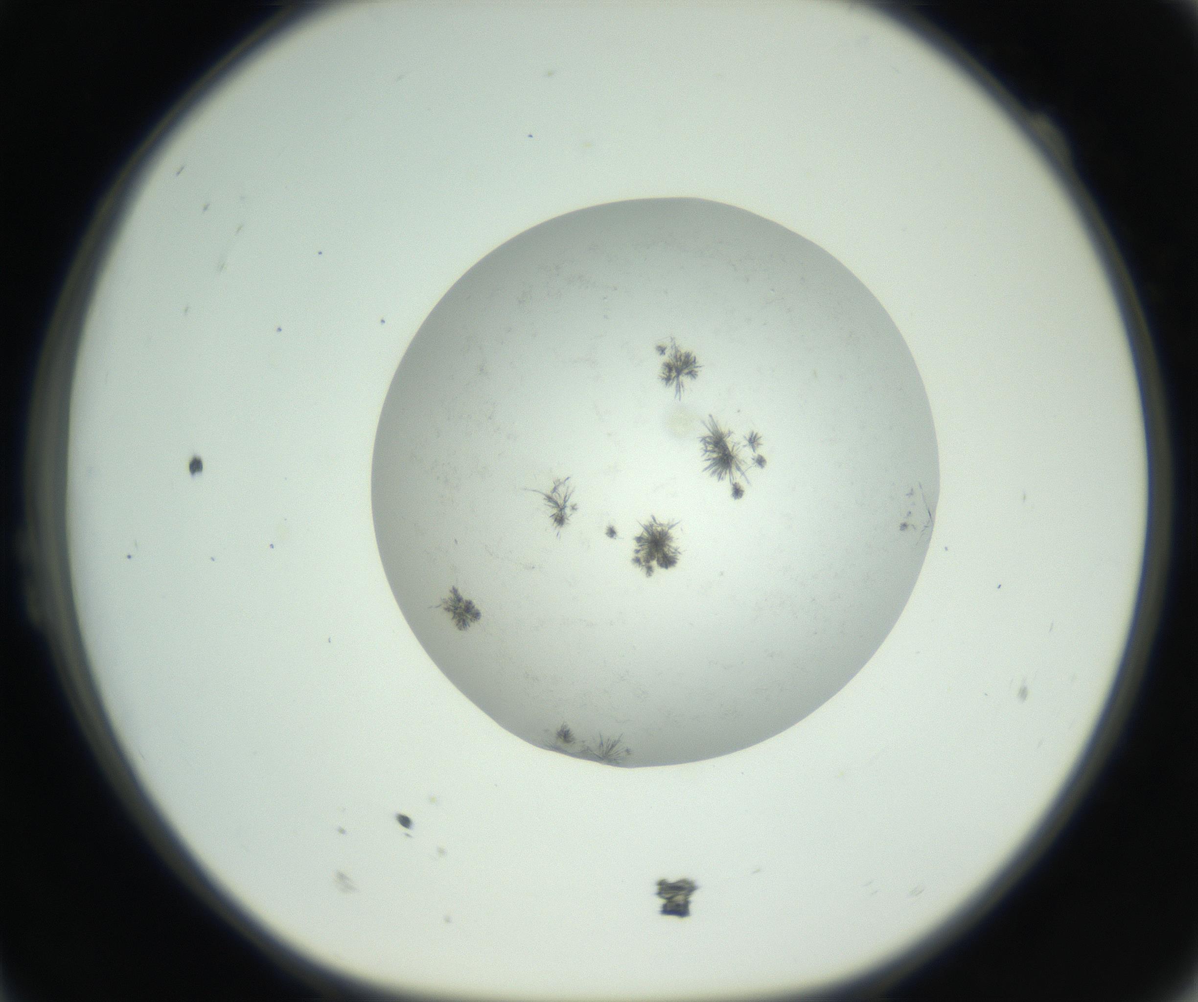 RI01_03_000_0212_Proj1_Clon1_MC_0000MC102779_002_160929_11_02_01_00_99_002_001_RAI.jpg