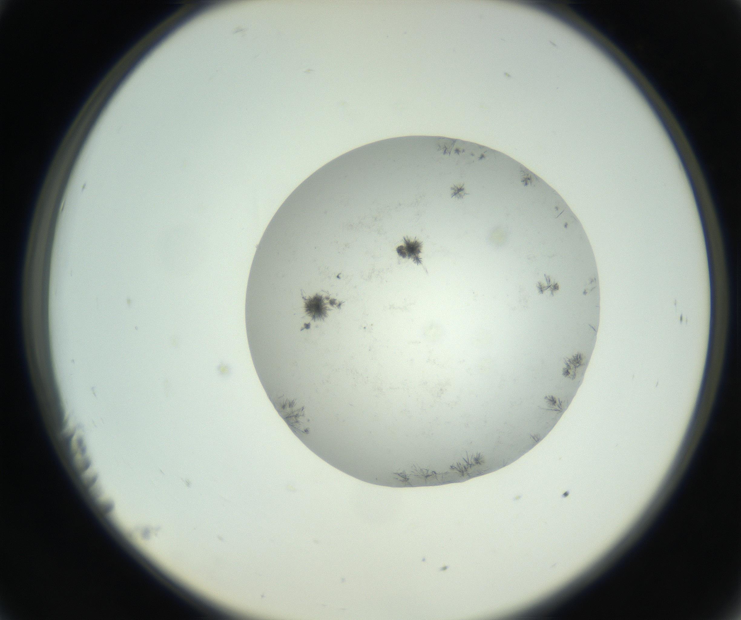 RI01_03_000_0212_Proj1_Clon1_MC_0000MC102779_002_160929_11_02_02_00_99_002_001_RAI.jpg