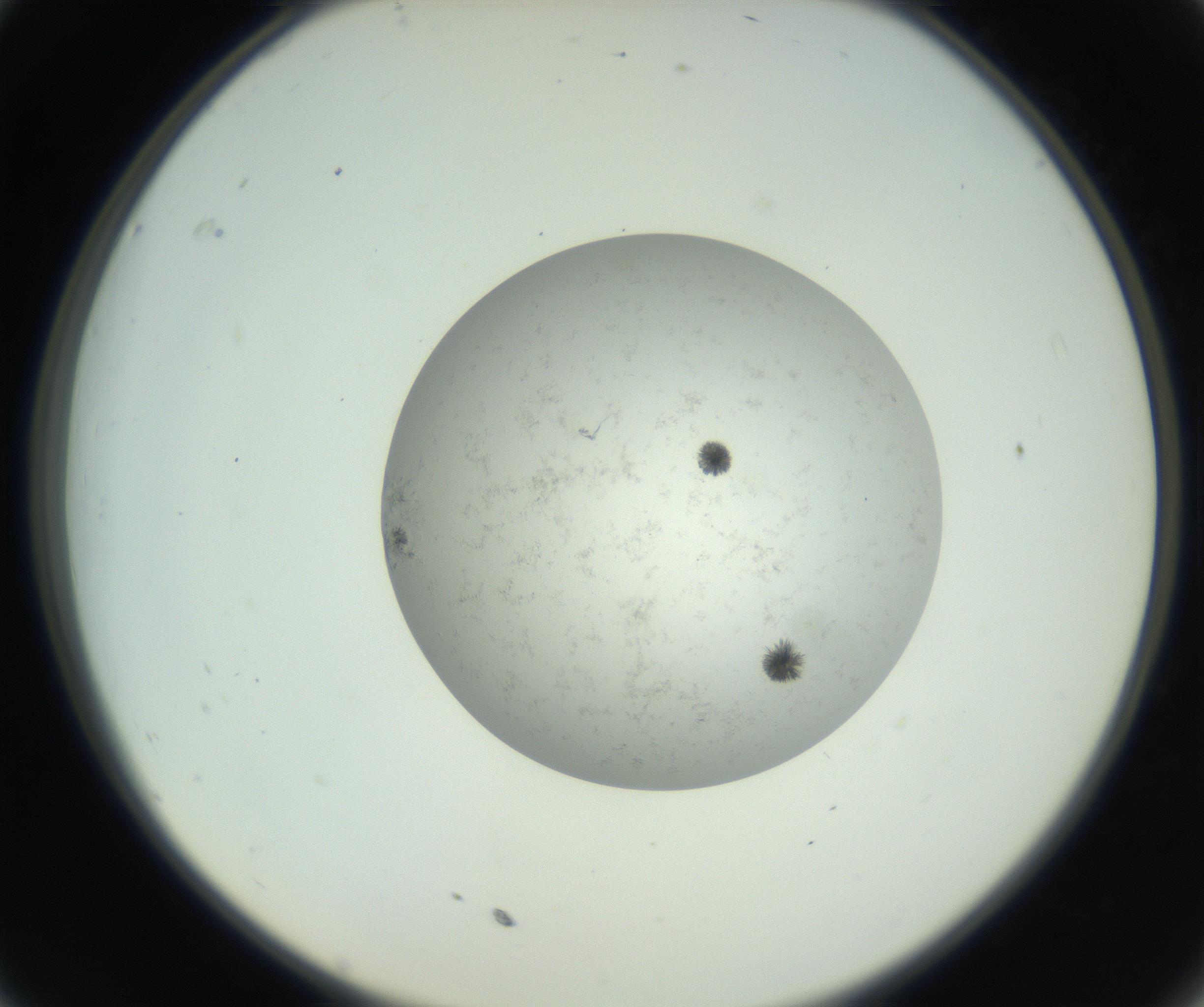 RI01_03_000_0212_Proj1_Clon1_MC_0000MC102779_002_160929_11_03_02_00_99_002_001_RAI.jpg