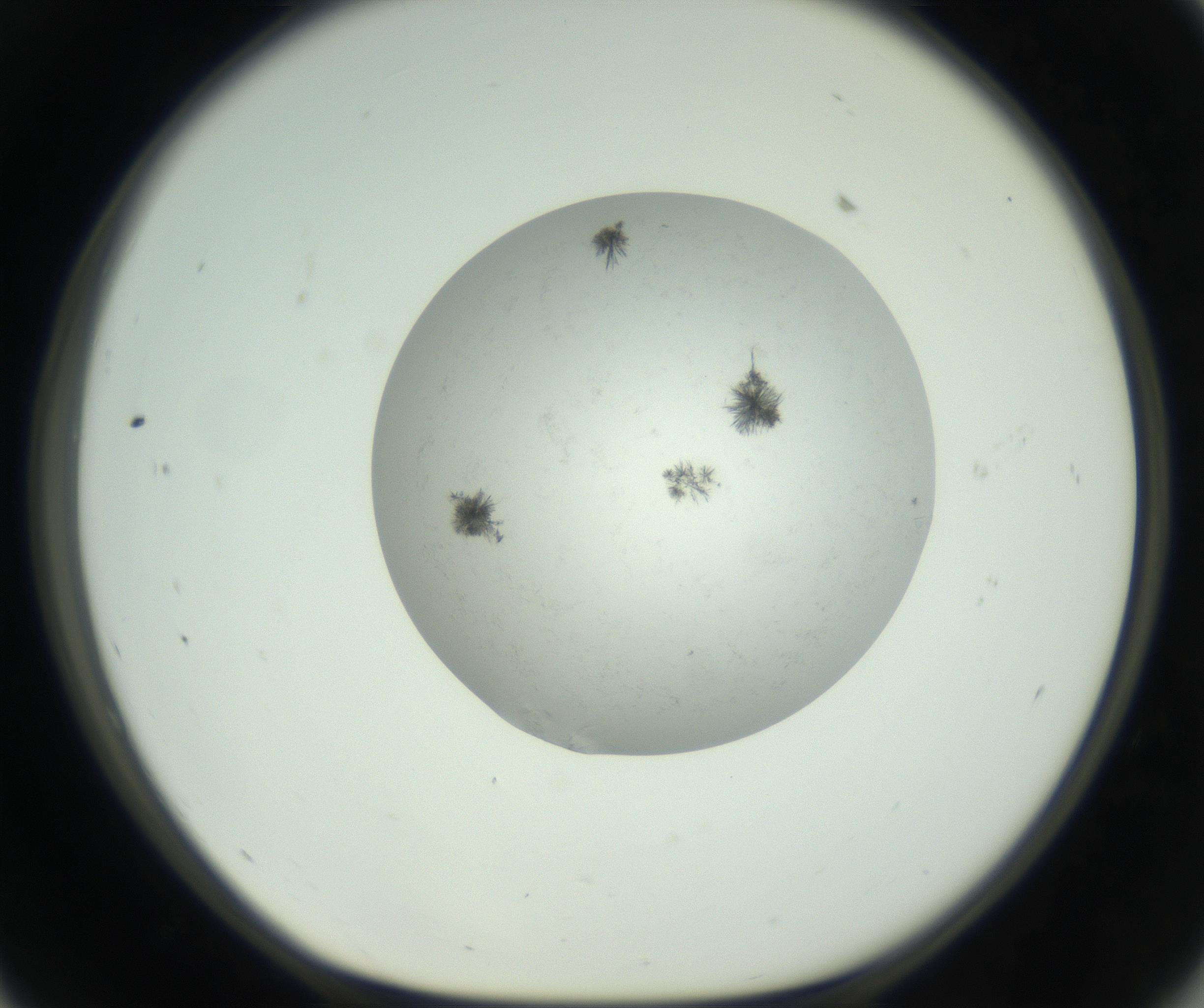 RI01_03_000_0212_Proj1_Clon1_MC_0000MC102779_002_160929_11_05_01_00_99_002_001_RAI.jpg