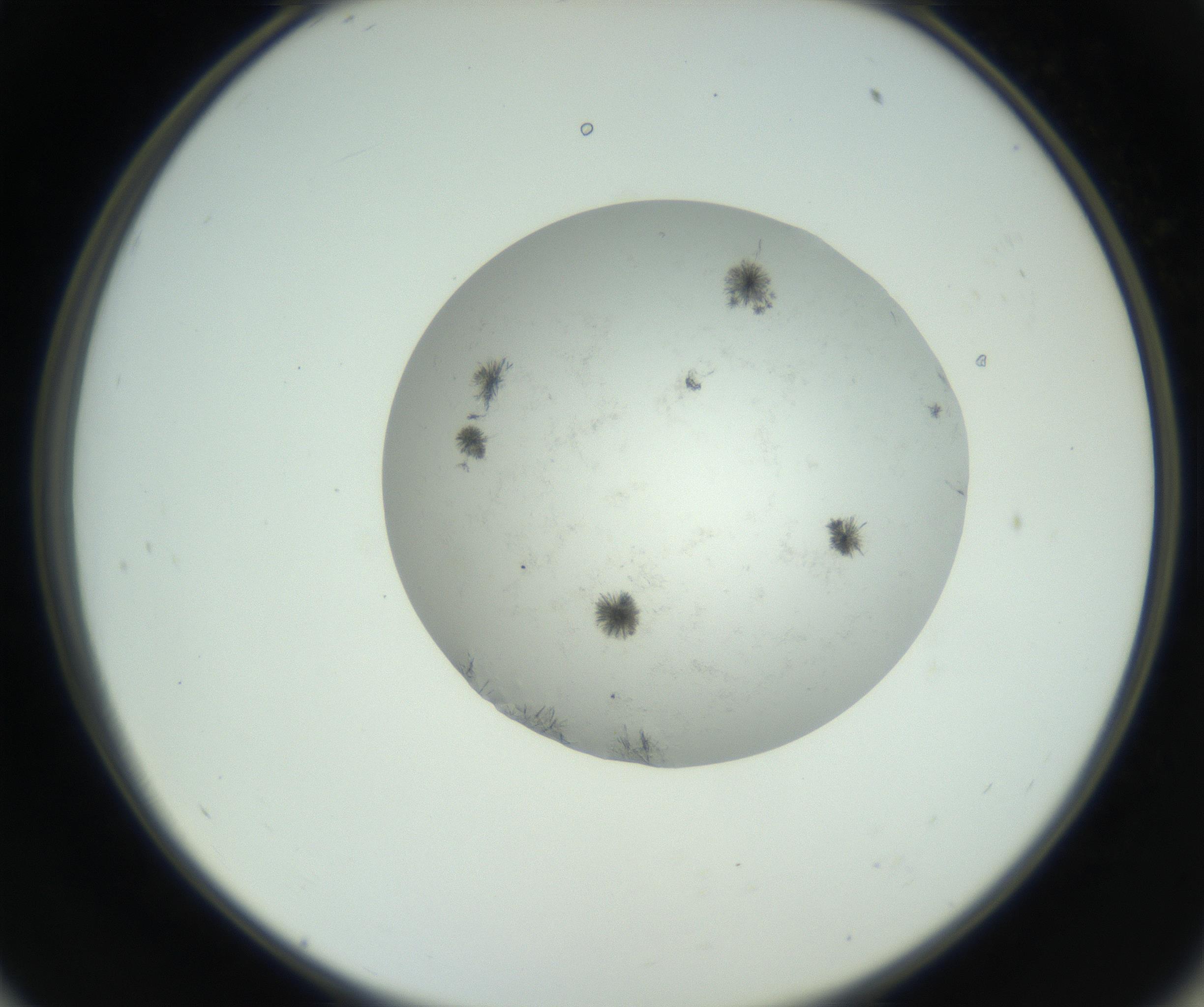 RI01_03_000_0212_Proj1_Clon1_MC_0000MC102779_002_160929_11_05_02_00_99_002_001_RAI.jpg