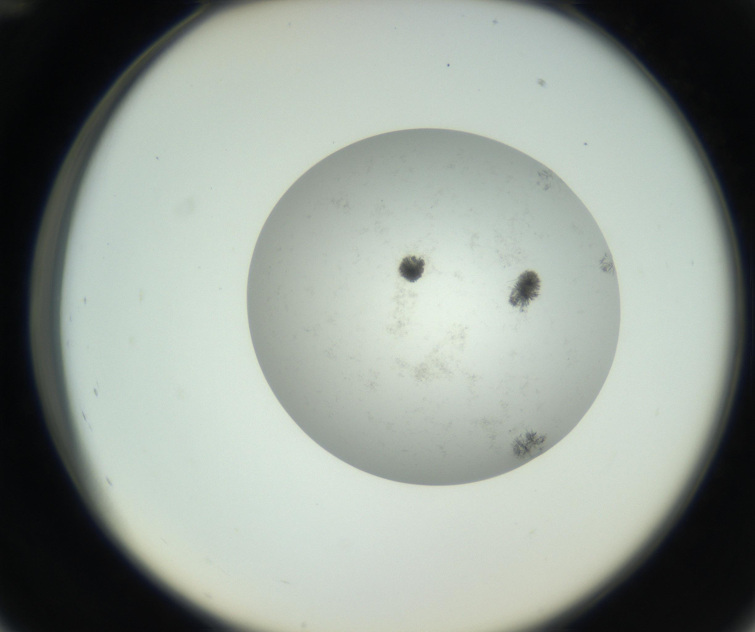 RI01_03_000_0212_Proj1_Clon1_MC_0000MC102779_002_160929_12_04_02_00_99_002_001_RAI.jpg