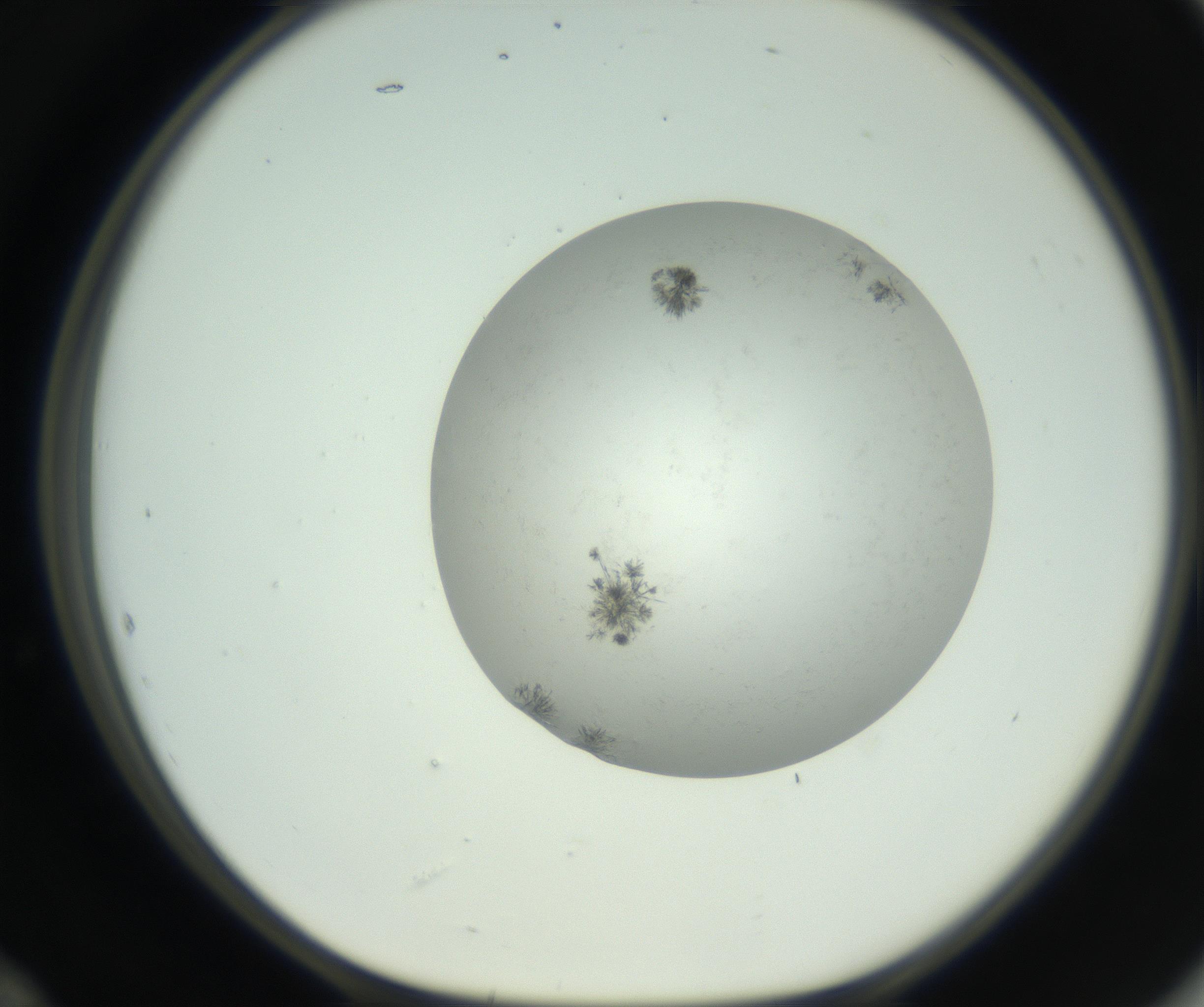 RI01_03_000_0212_Proj1_Clon1_MC_0000MC102779_002_160929_12_05_01_00_99_002_001_RAI.jpg