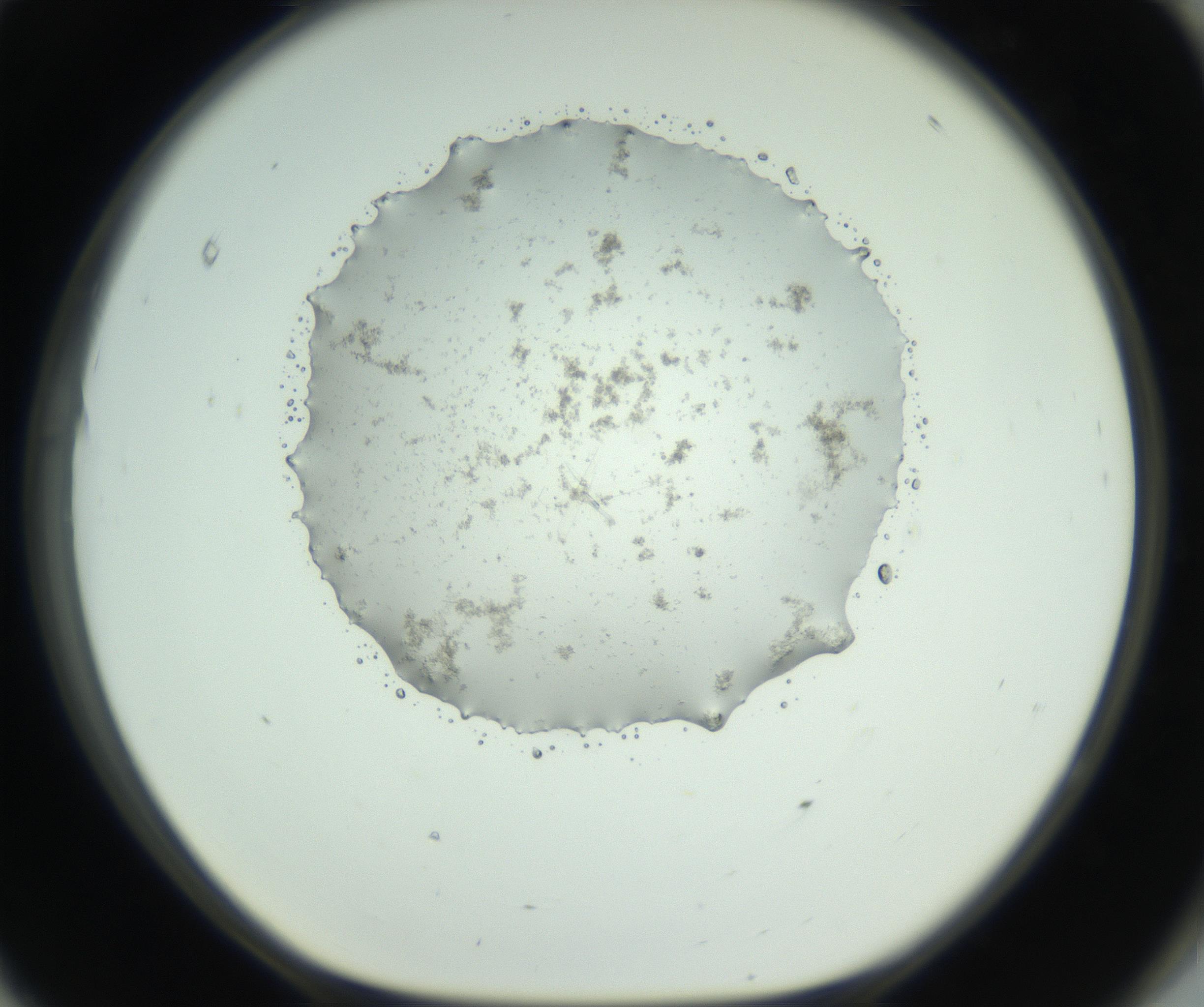 RI01_03_000_0212_Proj1_Clon1_MC_0000MC102779_004_161003_11_08_01_00_99_002_001_RAI.jpg