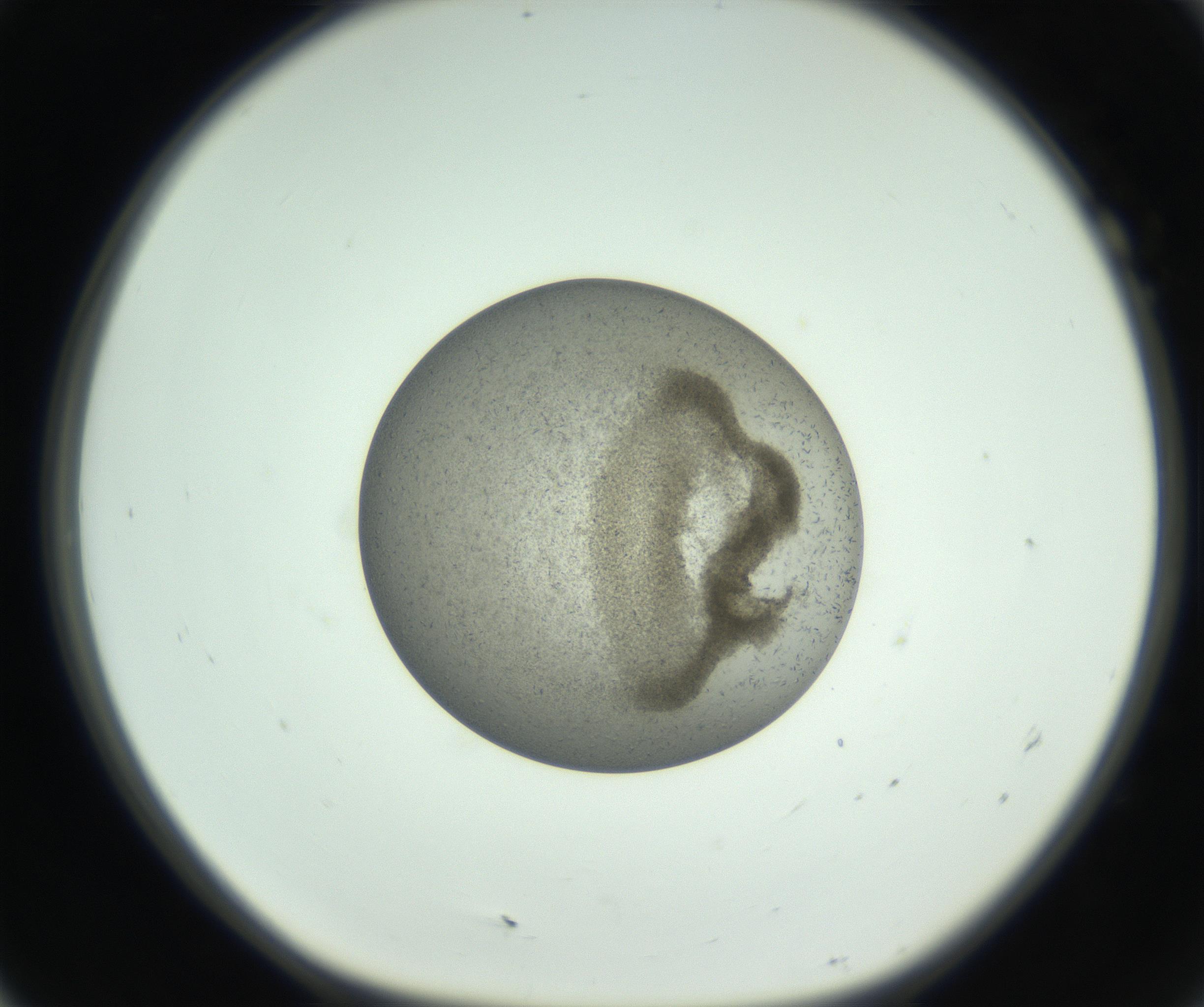 RI01_03_000_0212_Proj1_Clon1_MC_0000MC102780_003_161002_07_01_01_00_99_002_001_RAI.jpg