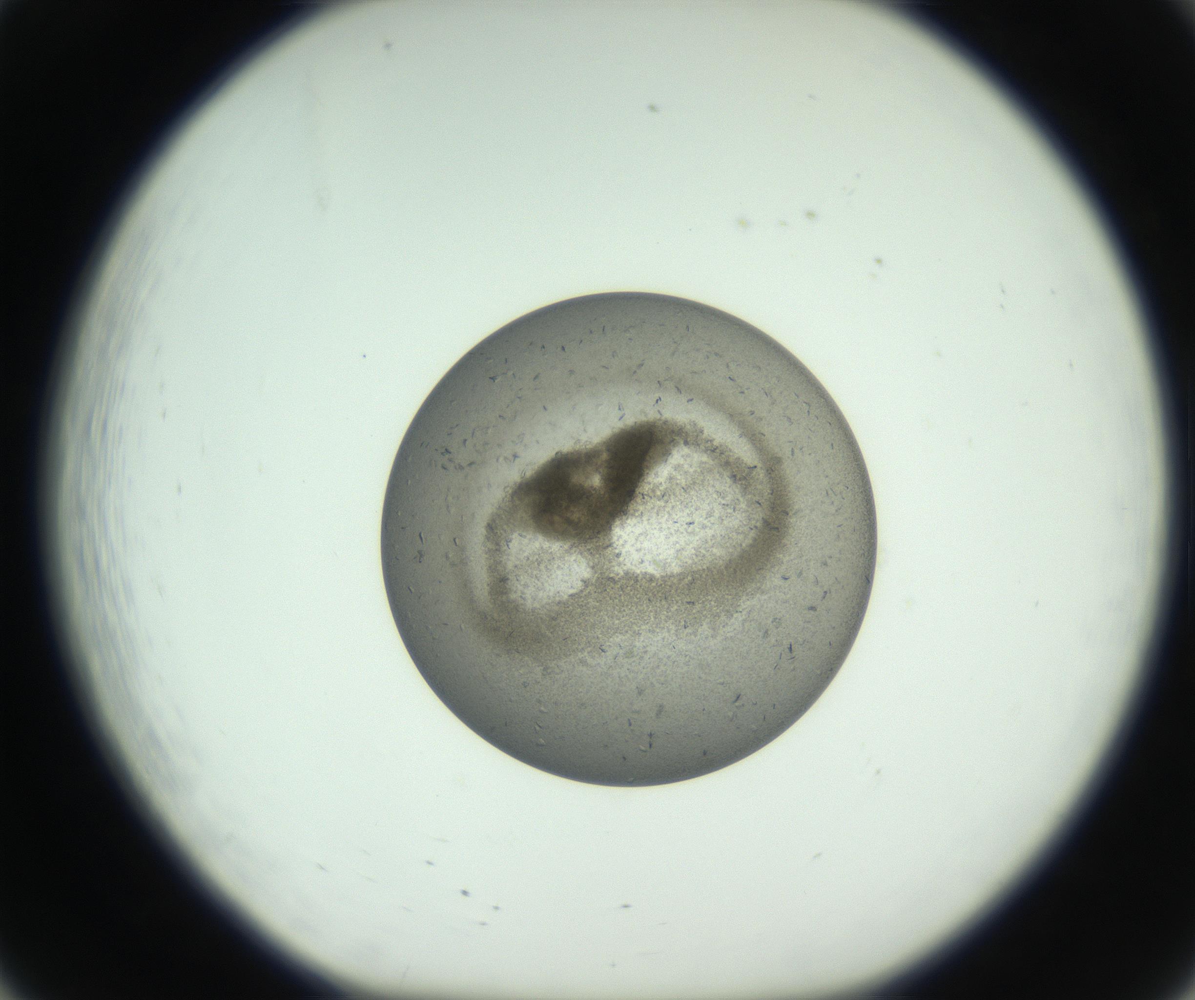 RI01_03_000_0212_Proj1_Clon1_MC_0000MC102780_003_161002_08_02_01_00_99_002_001_RAI.jpg