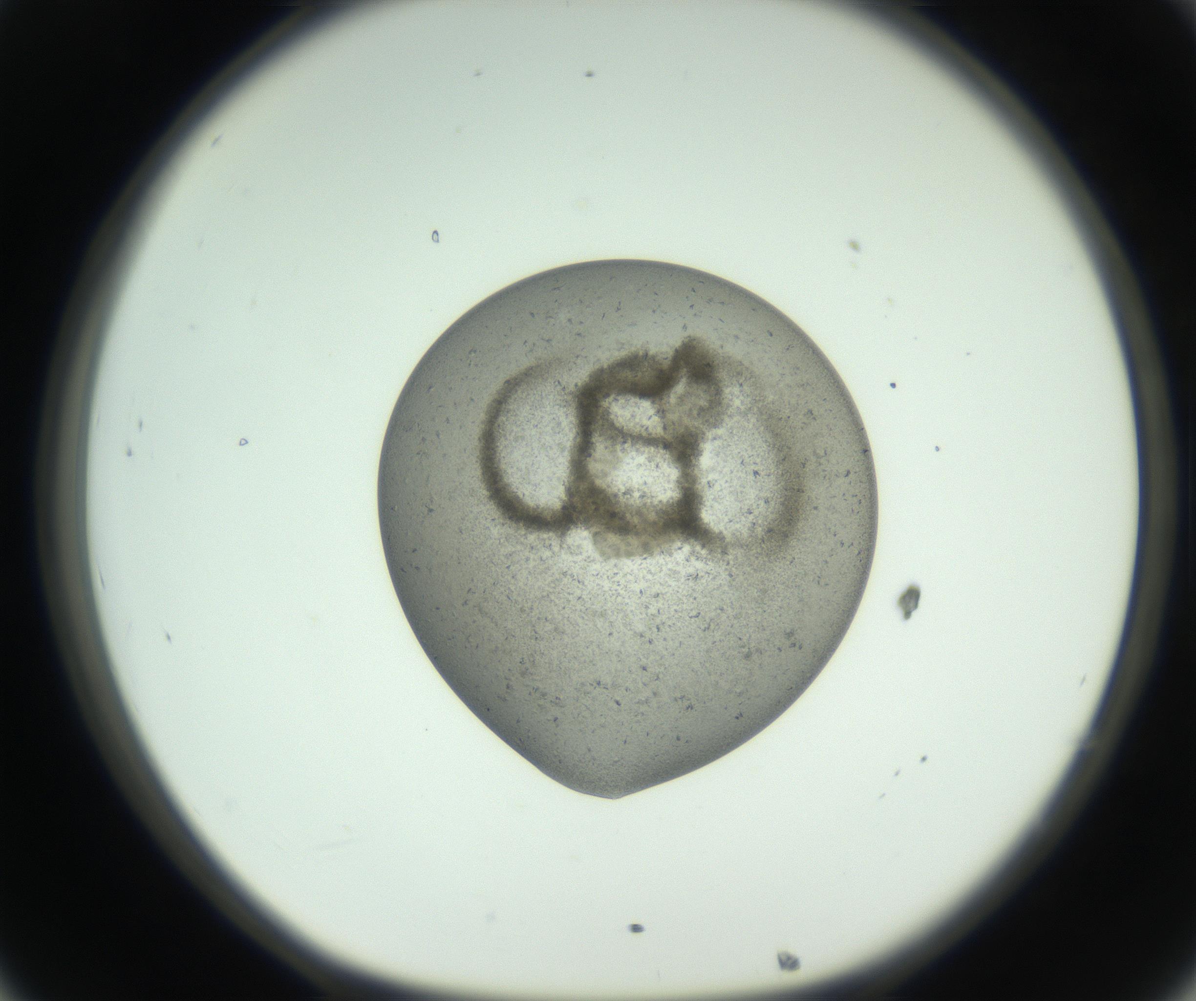 RI01_03_000_0212_Proj1_Clon1_MC_0000MC102780_003_161002_08_03_01_00_99_002_001_RAI.jpg