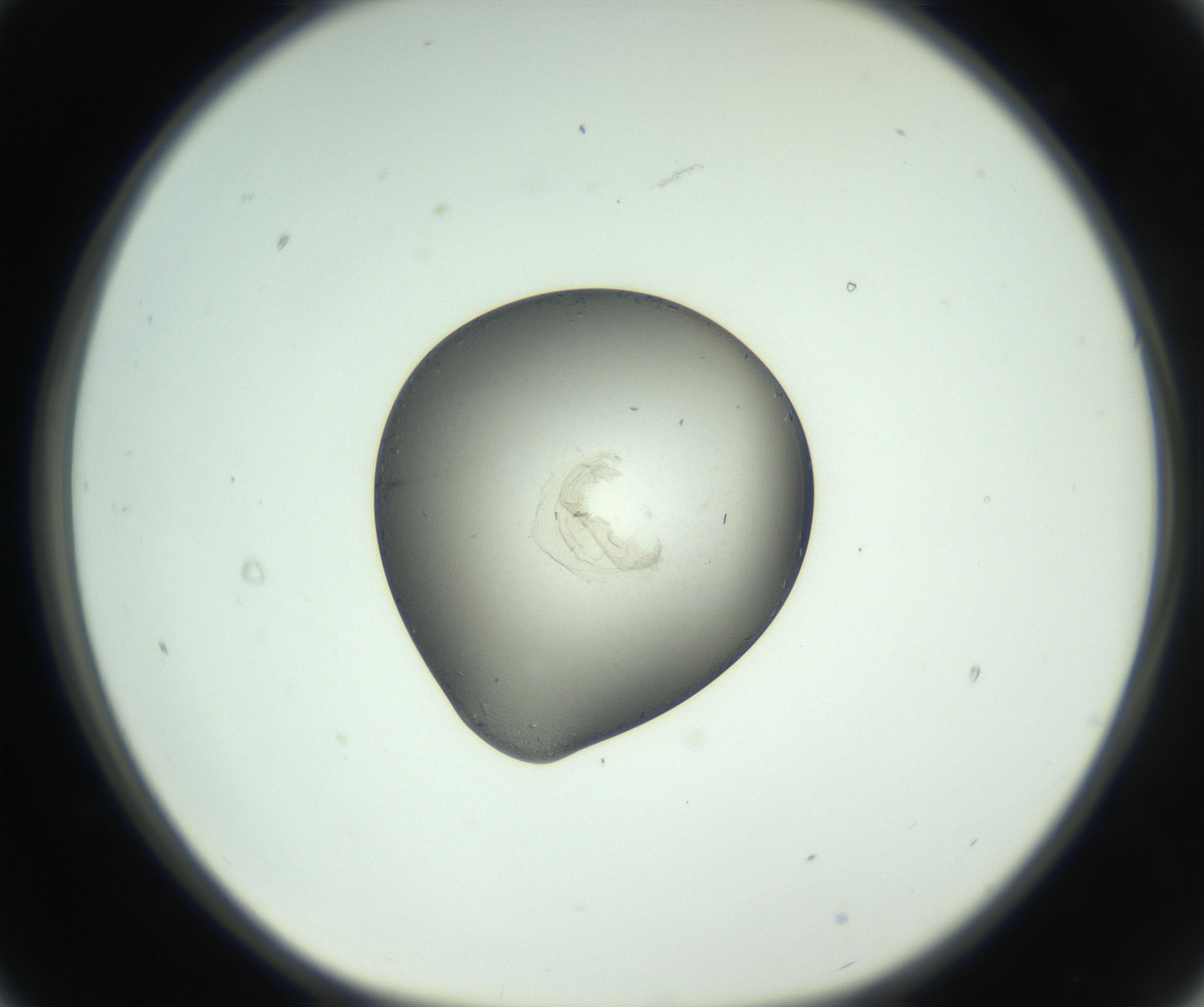 RI01_03_000_0212_Proj1_Clon1_MC_0000MC102780_003_161002_09_02_01_00_99_002_001_RAI.jpg
