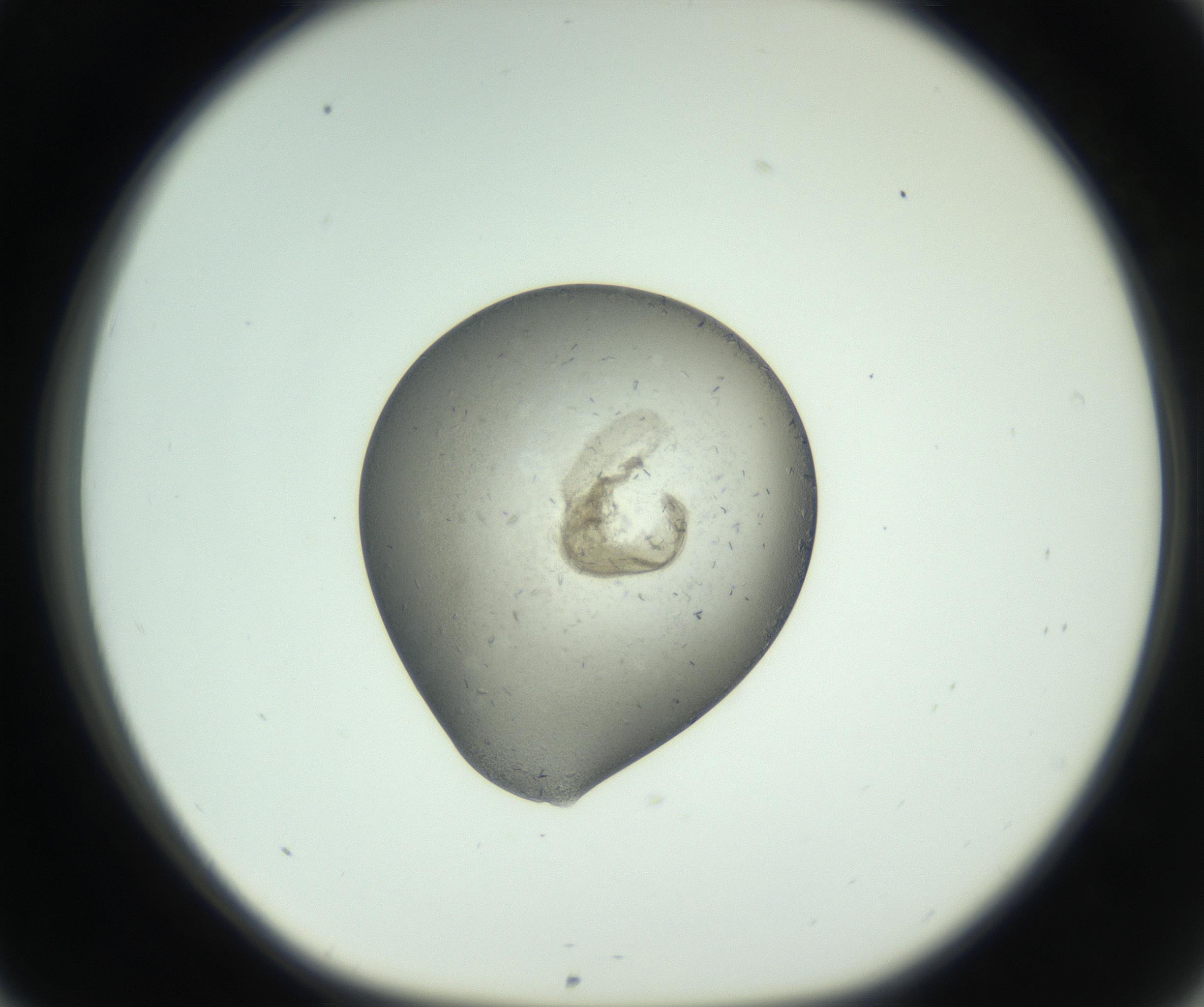 RI01_03_000_0212_Proj1_Clon1_MC_0000MC102780_003_161002_09_03_01_00_99_002_001_RAI.jpg