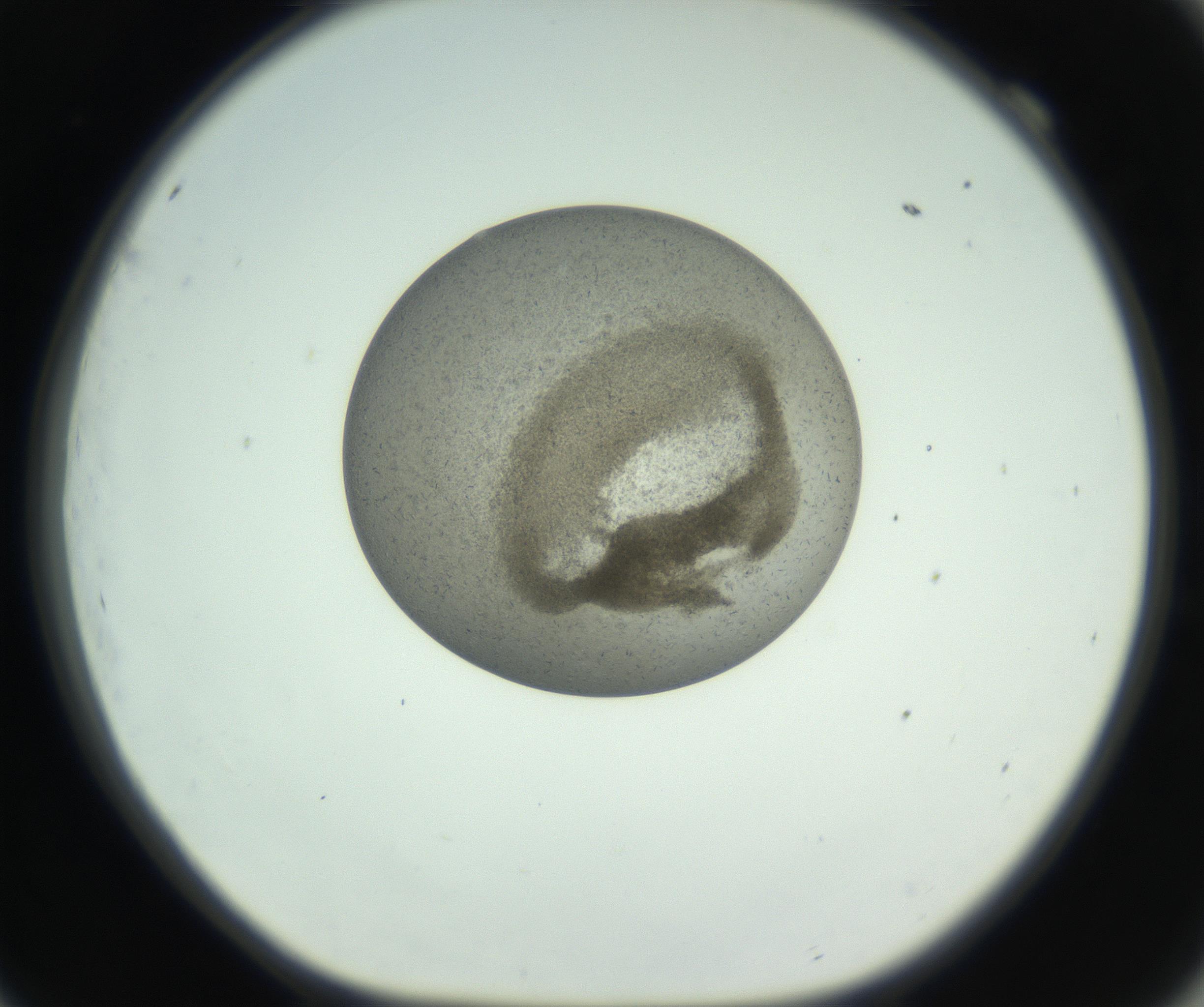 RI01_03_000_0212_Proj1_Clon1_MC_0000MC102780_003_161002_09_06_01_00_99_002_001_RAI.jpg