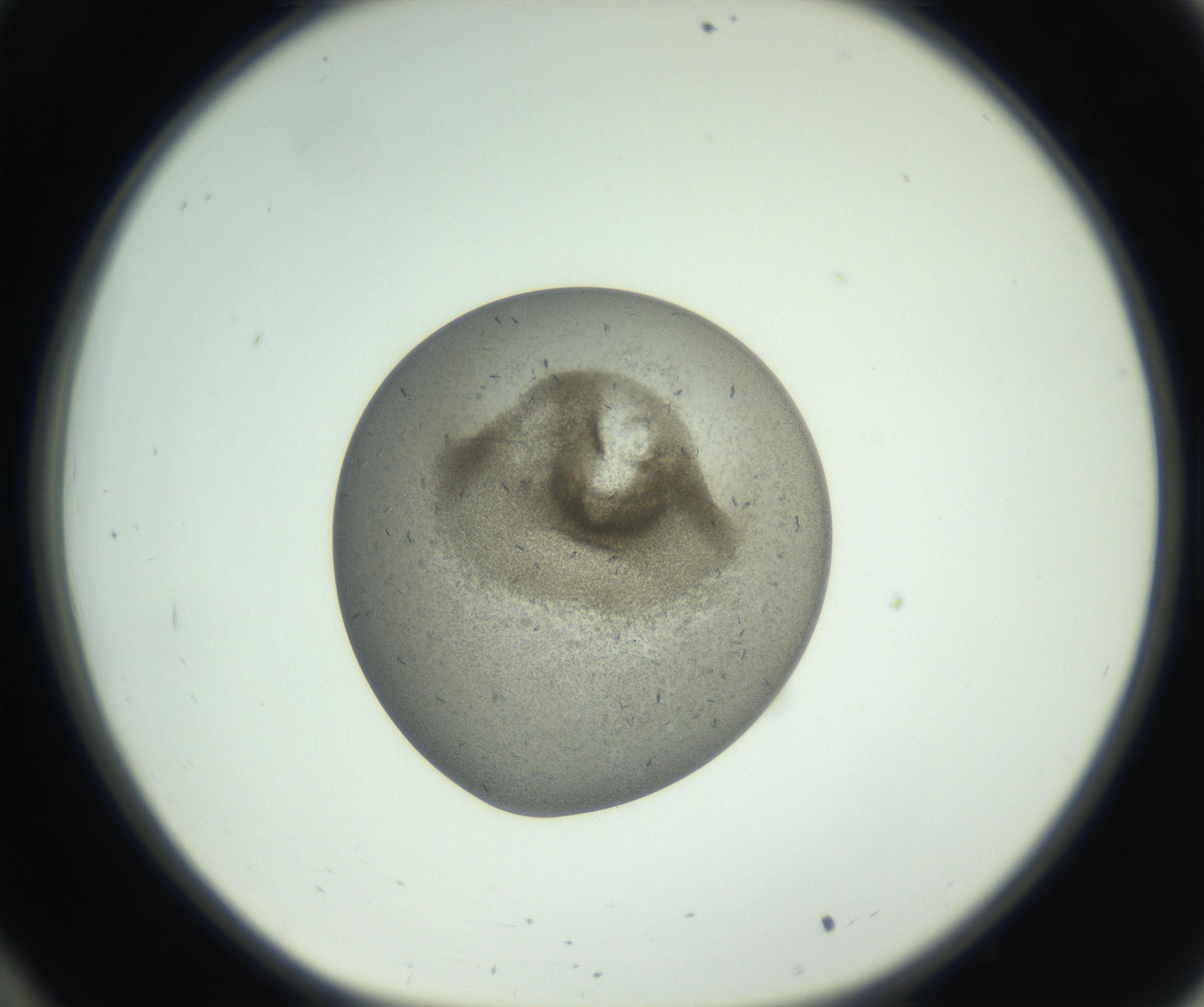 RI01_03_000_0212_Proj1_Clon1_MC_0000MC102780_003_161002_10_03_01_00_99_002_001_RAI.jpg