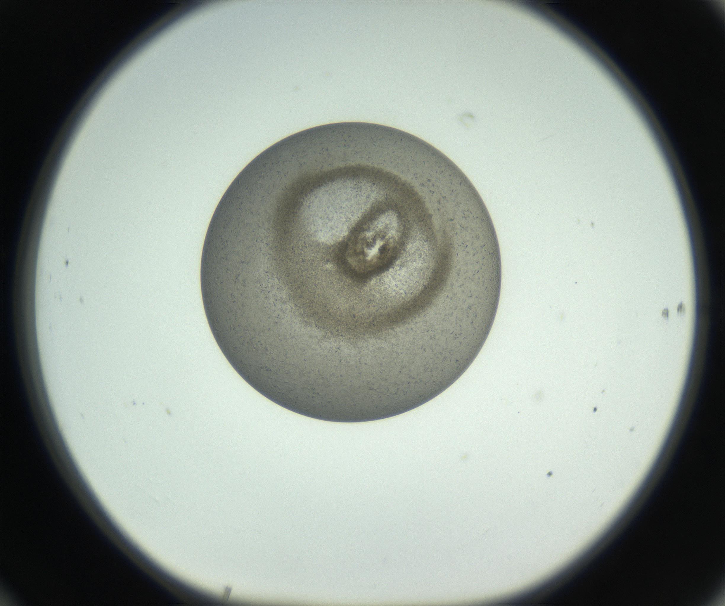 RI01_03_000_0212_Proj1_Clon1_MC_0000MC102780_003_161002_10_06_01_00_99_002_001_RAI.jpg