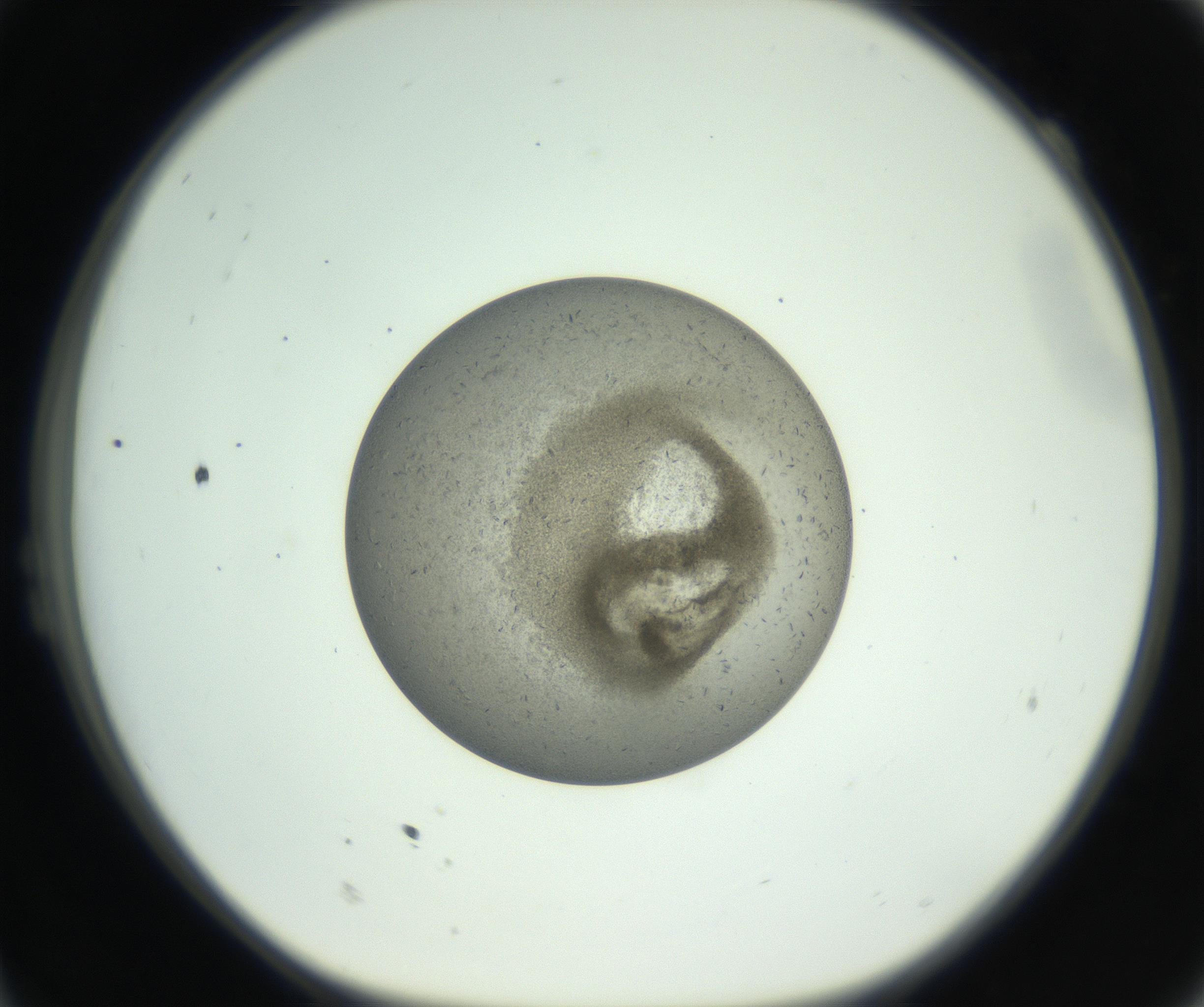 RI01_03_000_0212_Proj1_Clon1_MC_0000MC102780_003_161002_11_02_01_00_99_002_001_RAI.jpg