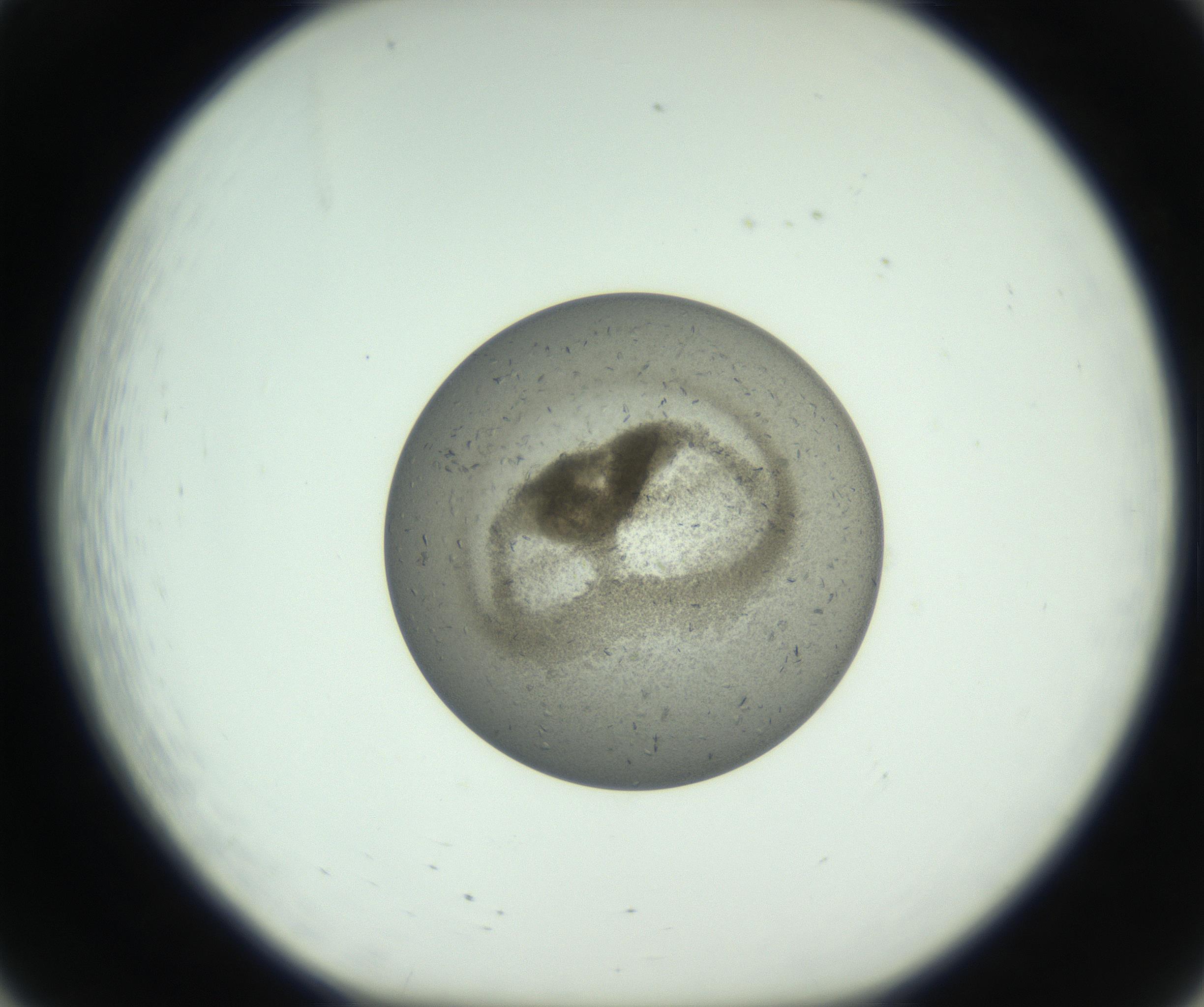 RI01_03_000_0212_Proj1_Clon1_MC_0000MC102780_004_161004_08_02_01_00_99_002_001_RAI.jpg