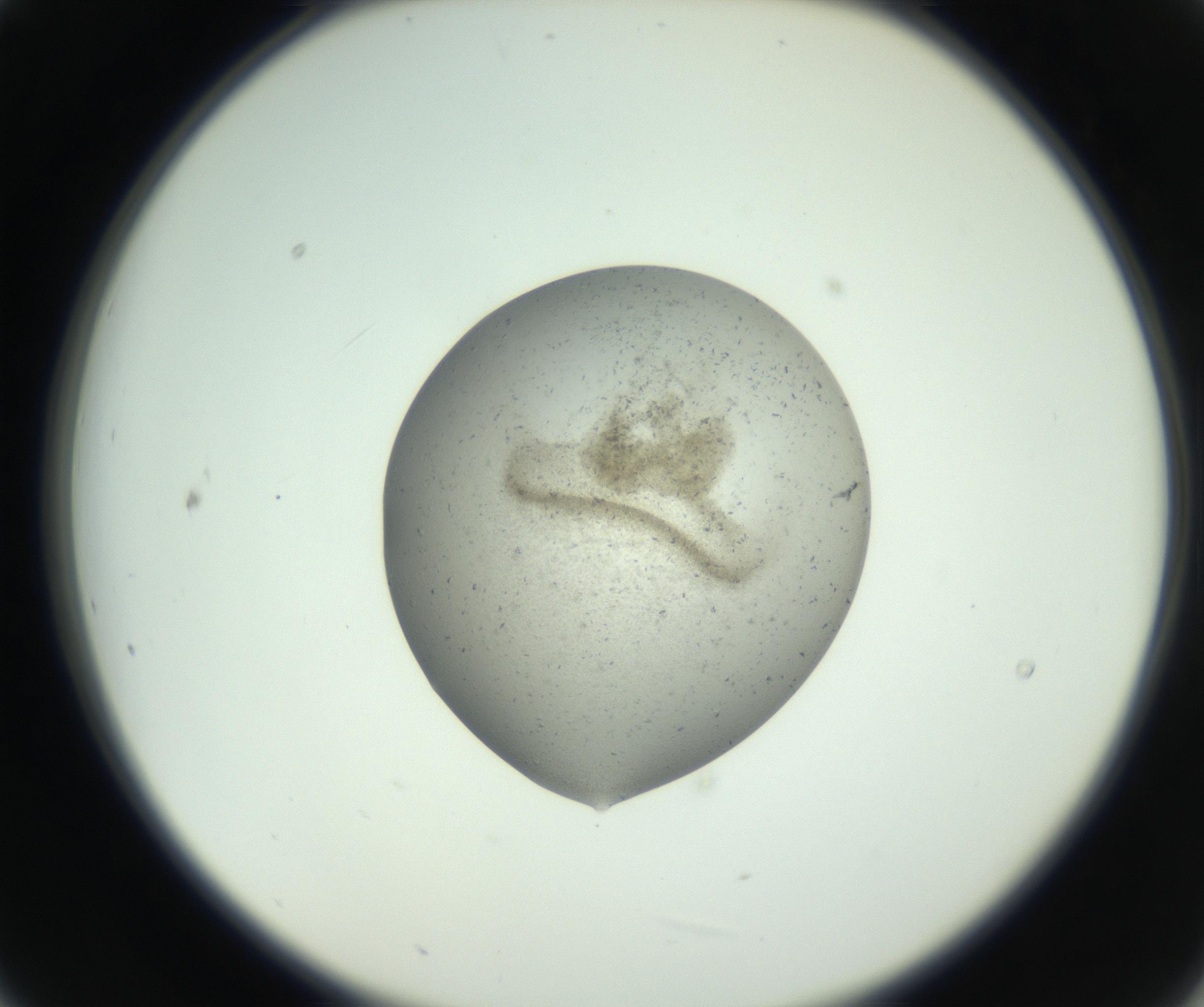 RI01_03_000_0212_Proj1_Clon1_MC_0000MC102780_004_161004_09_02_02_00_99_002_001_RAI.jpg