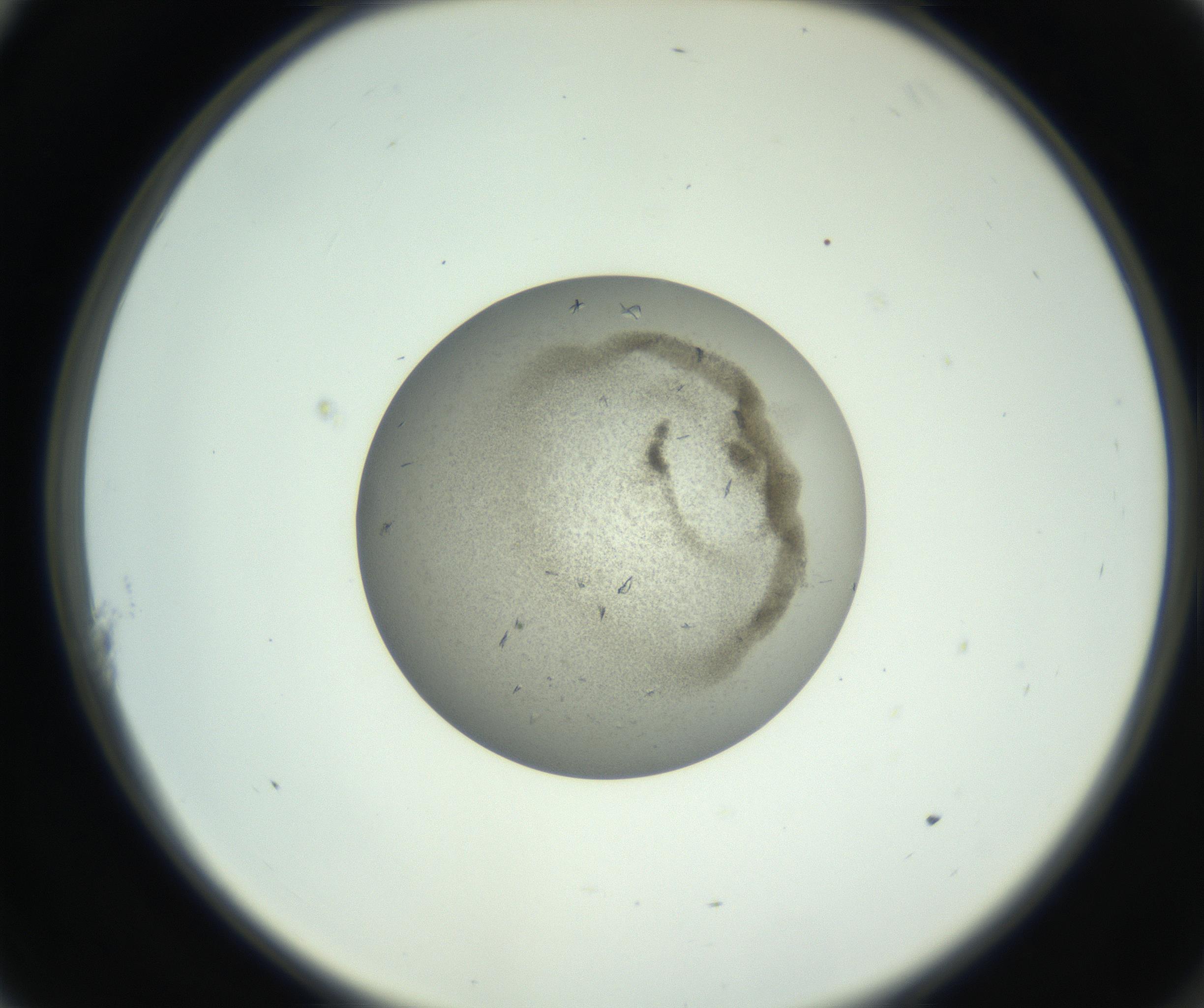 RI01_03_000_0212_Proj1_Clon1_MC_0000MC102780_004_161004_11_01_02_00_99_002_001_RAI.jpg