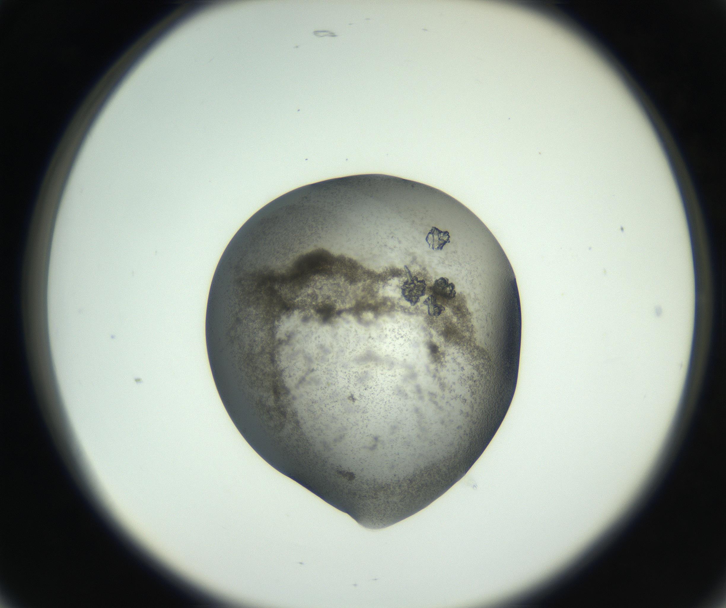 RI01_03_000_0212_Proj1_Clon1_MC_0000MC102789_003_161001_05_02_02_00_99_002_001_RAI.jpg
