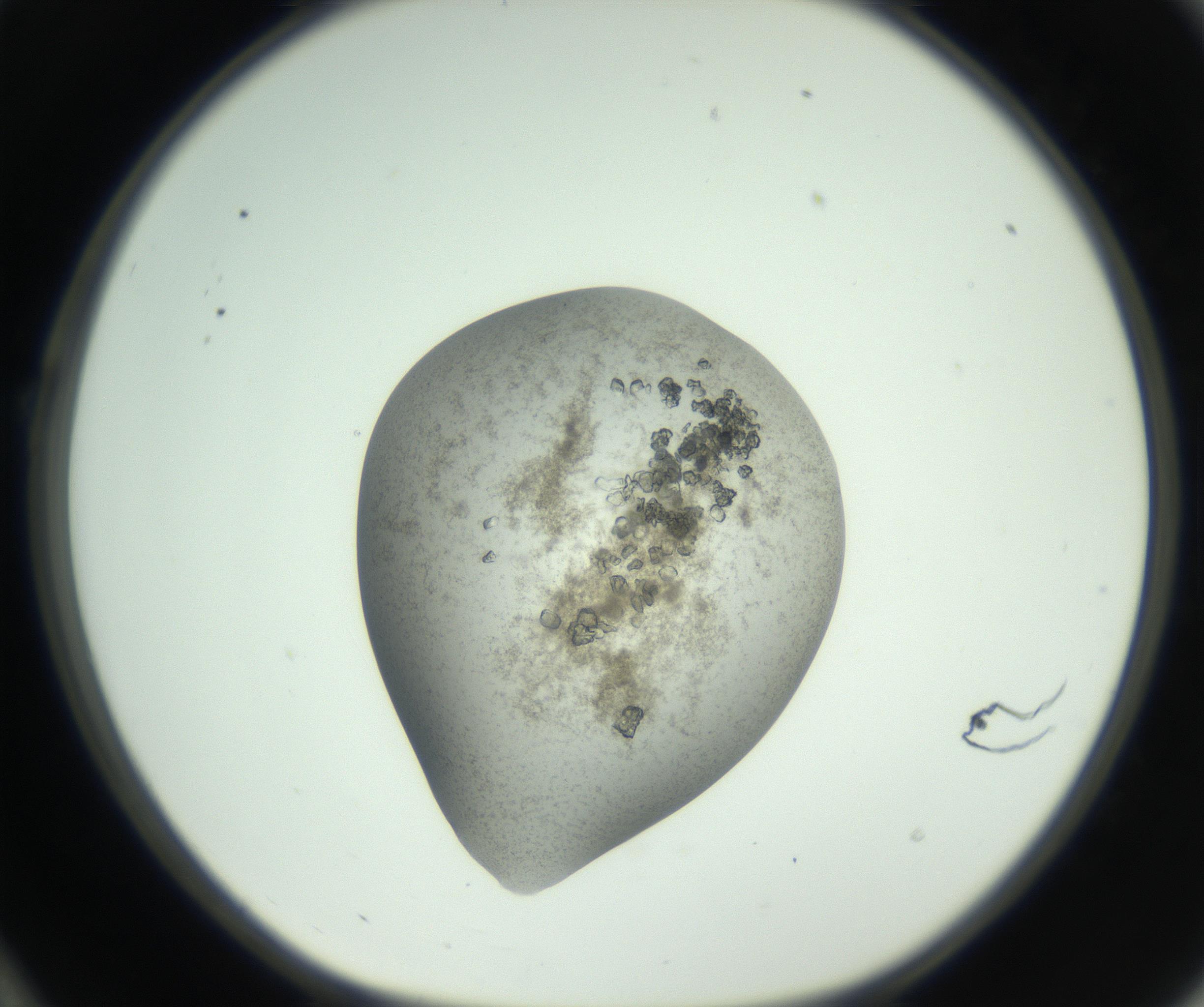 RI01_03_000_0212_Proj1_Clon1_MC_0000MC102789_003_161001_10_02_01_00_99_002_001_RAI.jpg