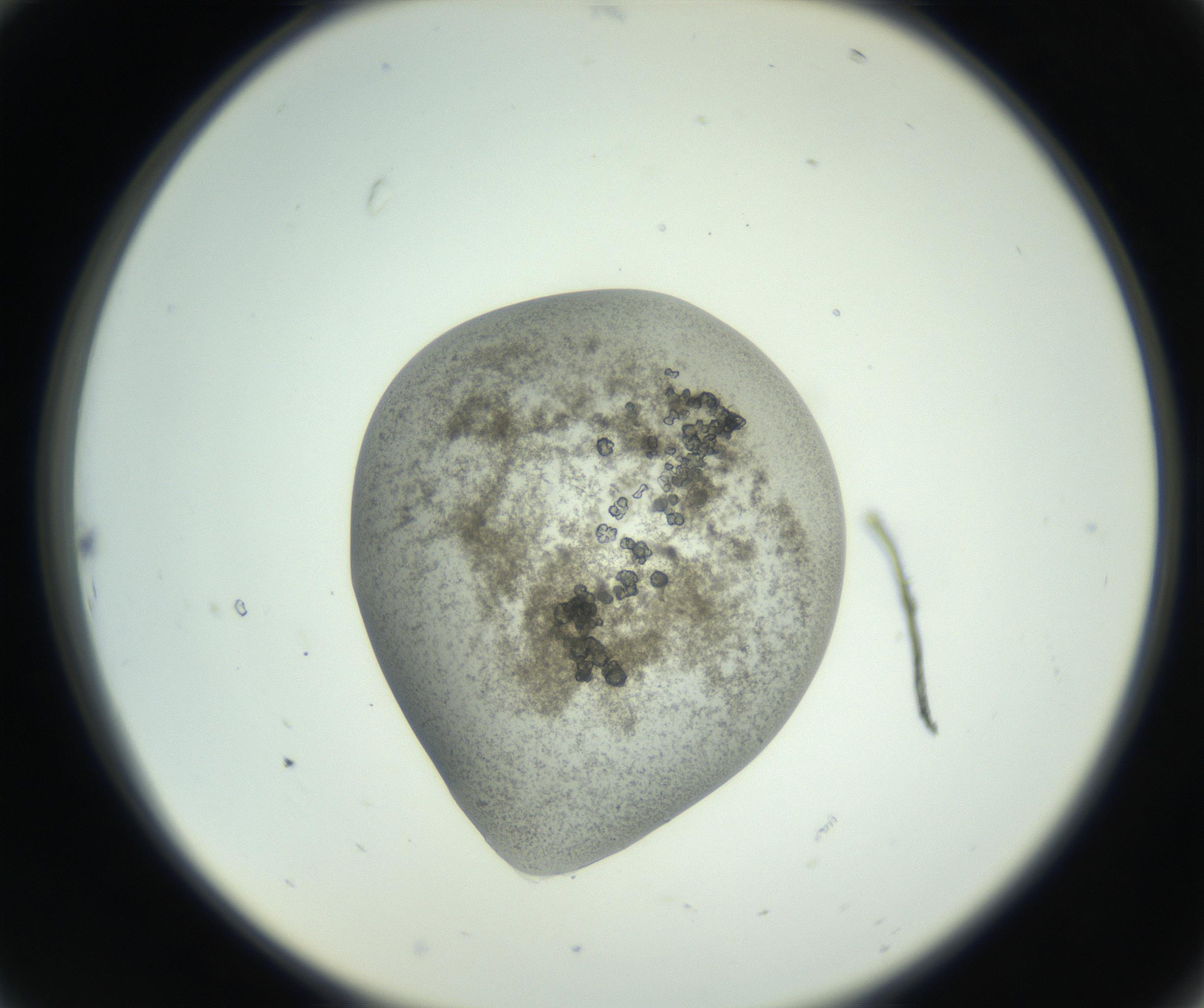 RI01_03_000_0212_Proj1_Clon1_MC_0000MC102789_003_161001_10_02_02_00_99_002_001_RAI.jpg