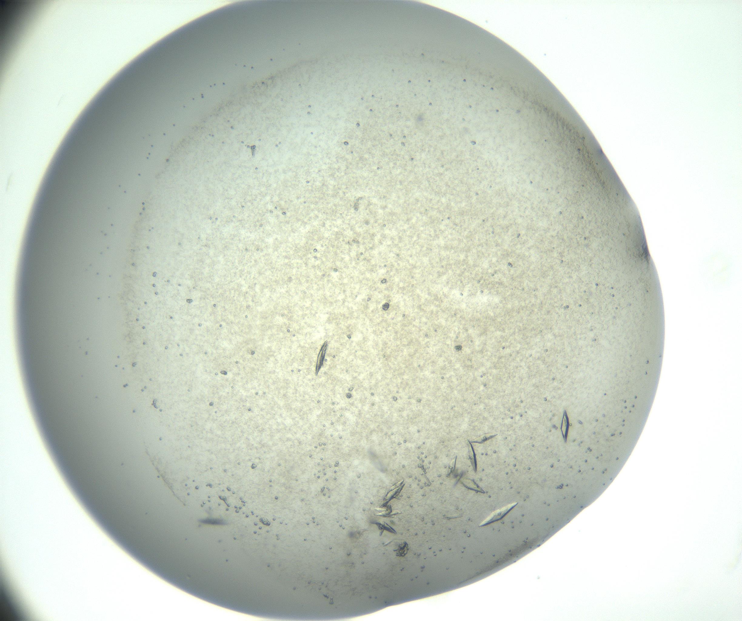 RI01_03_000_0212_Proj1_Clon1_MC_0000MC102789_008_161019_12_06_01_00_99_002_001_RAI.jpg