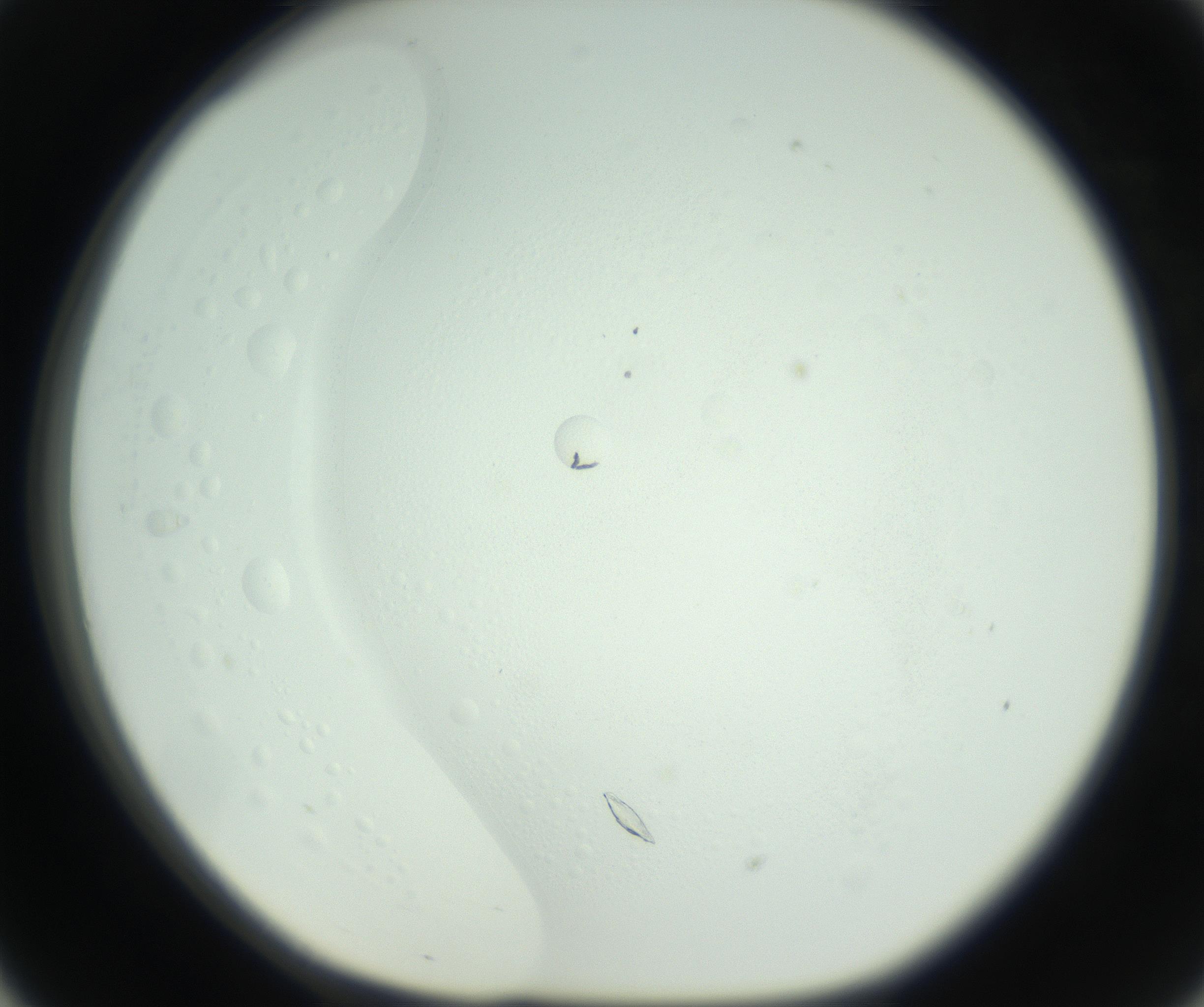 RI01_03_000_0212_Proj1_Clon1_MC_0000MC102791_001_161004_05_03_01_00_99_002_001_RAI.jpg