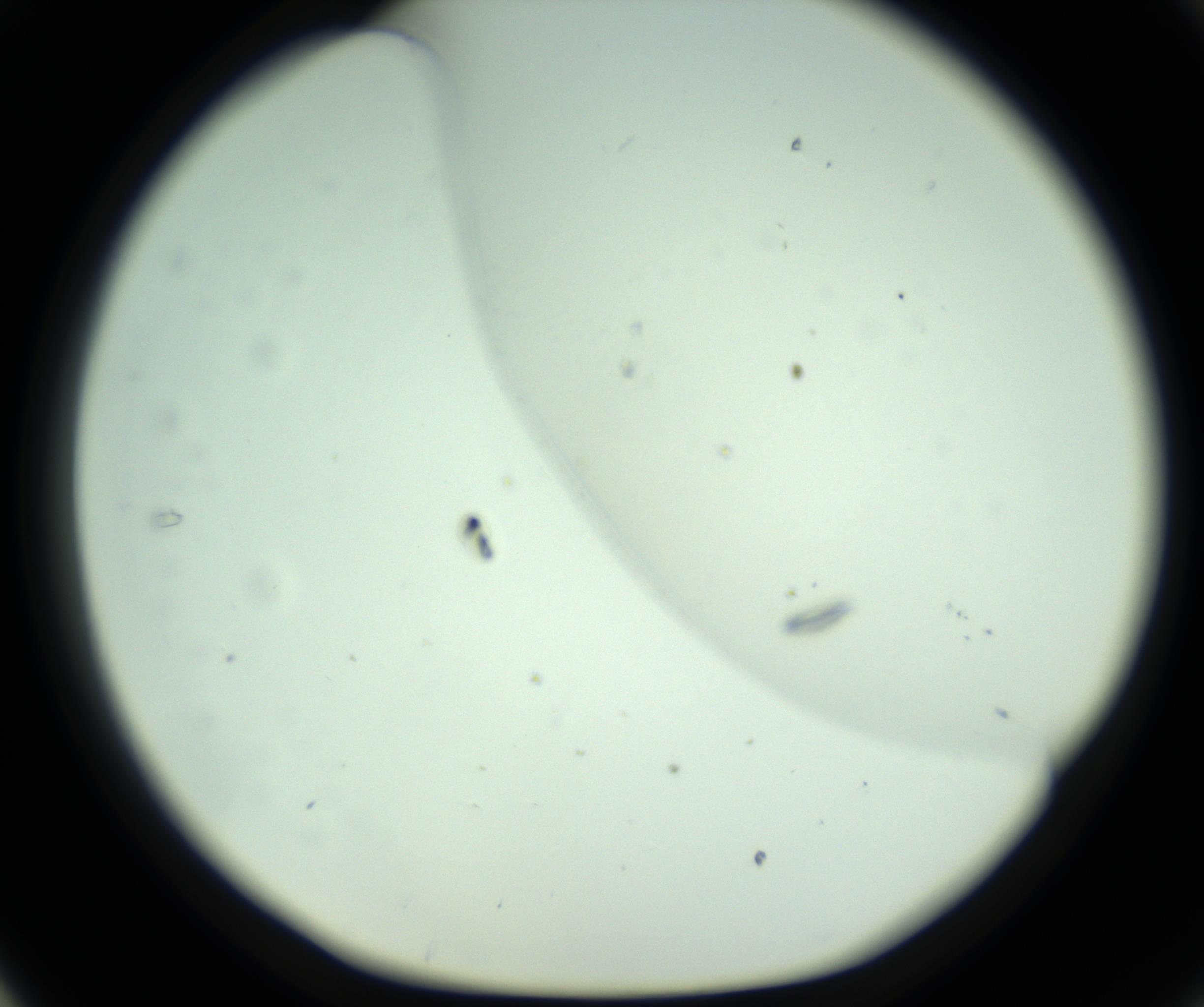 RI01_03_000_0212_Proj1_Clon1_MC_0000MC102791_005_161011_05_03_01_00_98_002_001_RAI.jpg