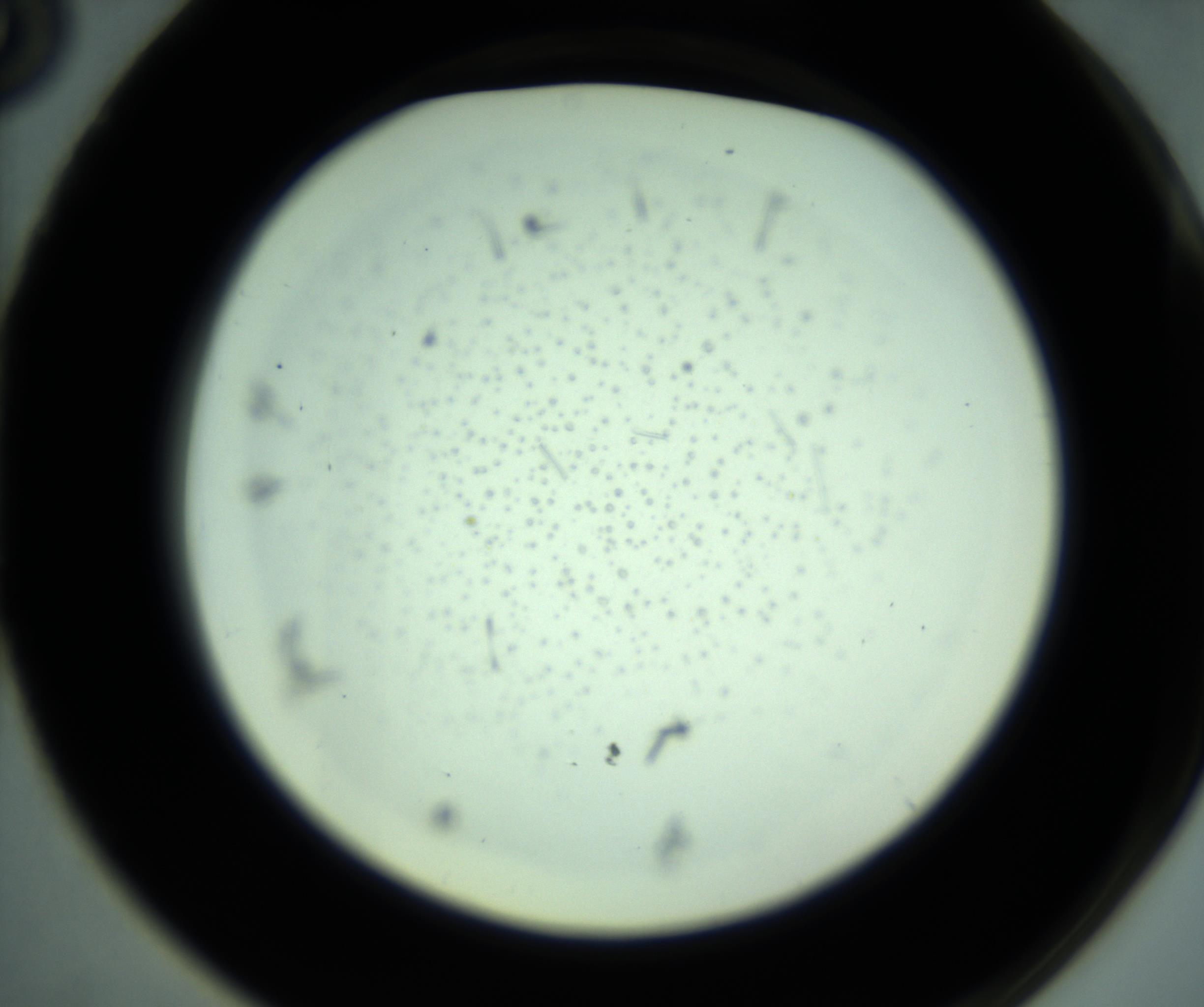 RI01_03_000_0212_Proj1_Clon1_MC_0000MC102791_013_161130_03_07_02_00_98_002_001_RAI.jpg