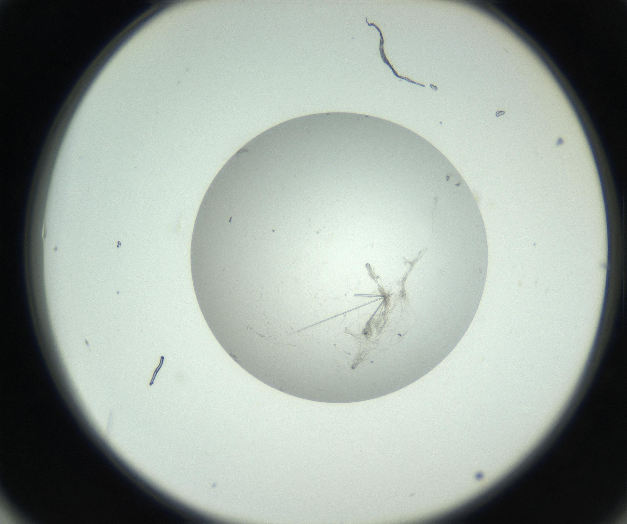 RI01_03_000_0212_Proj1_Clon1_MC_0000MC102798_002_160930_01_06_02_00_99_002_001_RAI.jpg