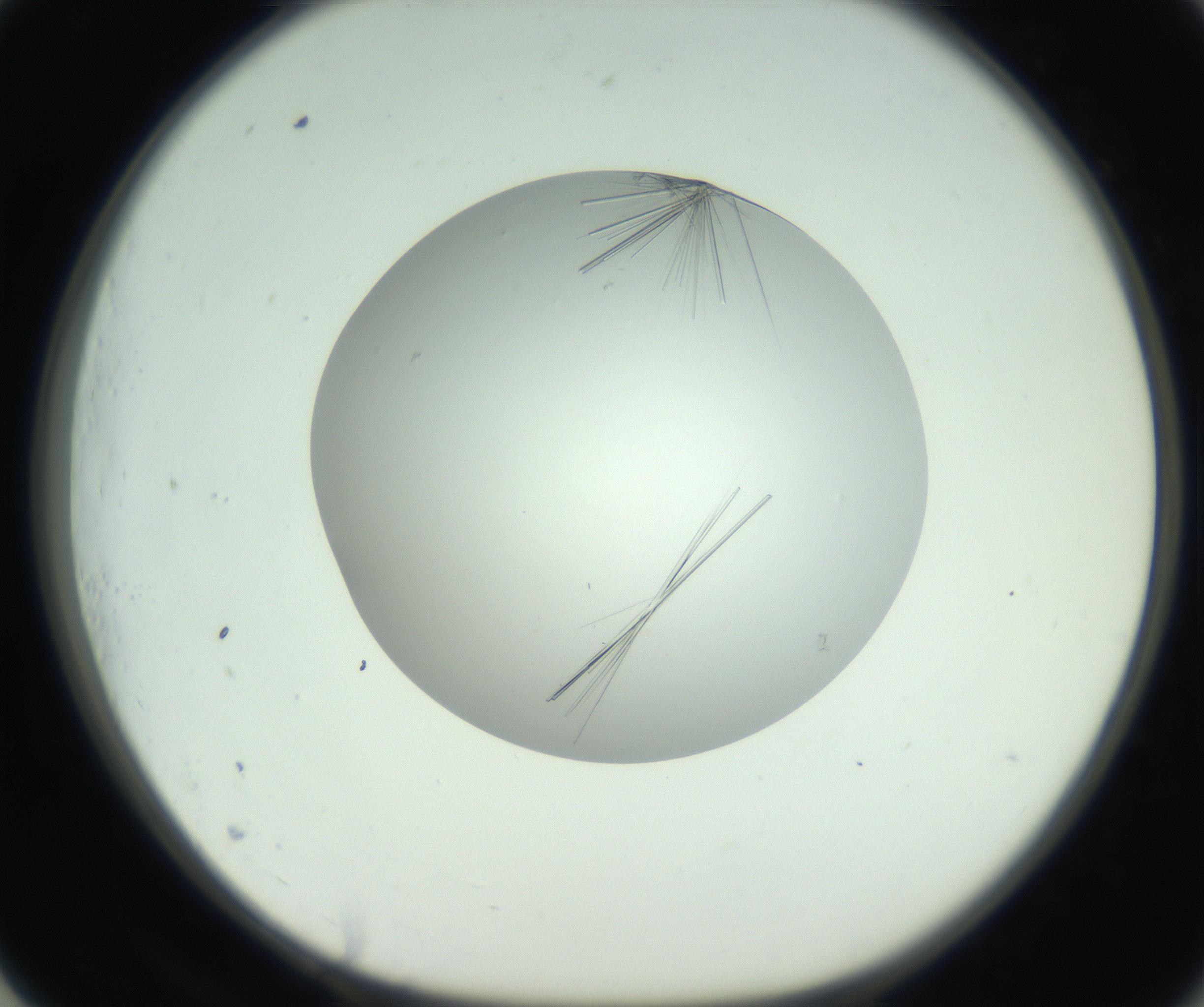 RI01_03_000_0212_Proj1_Clon1_MC_0000MC102798_002_160930_01_07_01_00_99_002_001_RAI.jpg