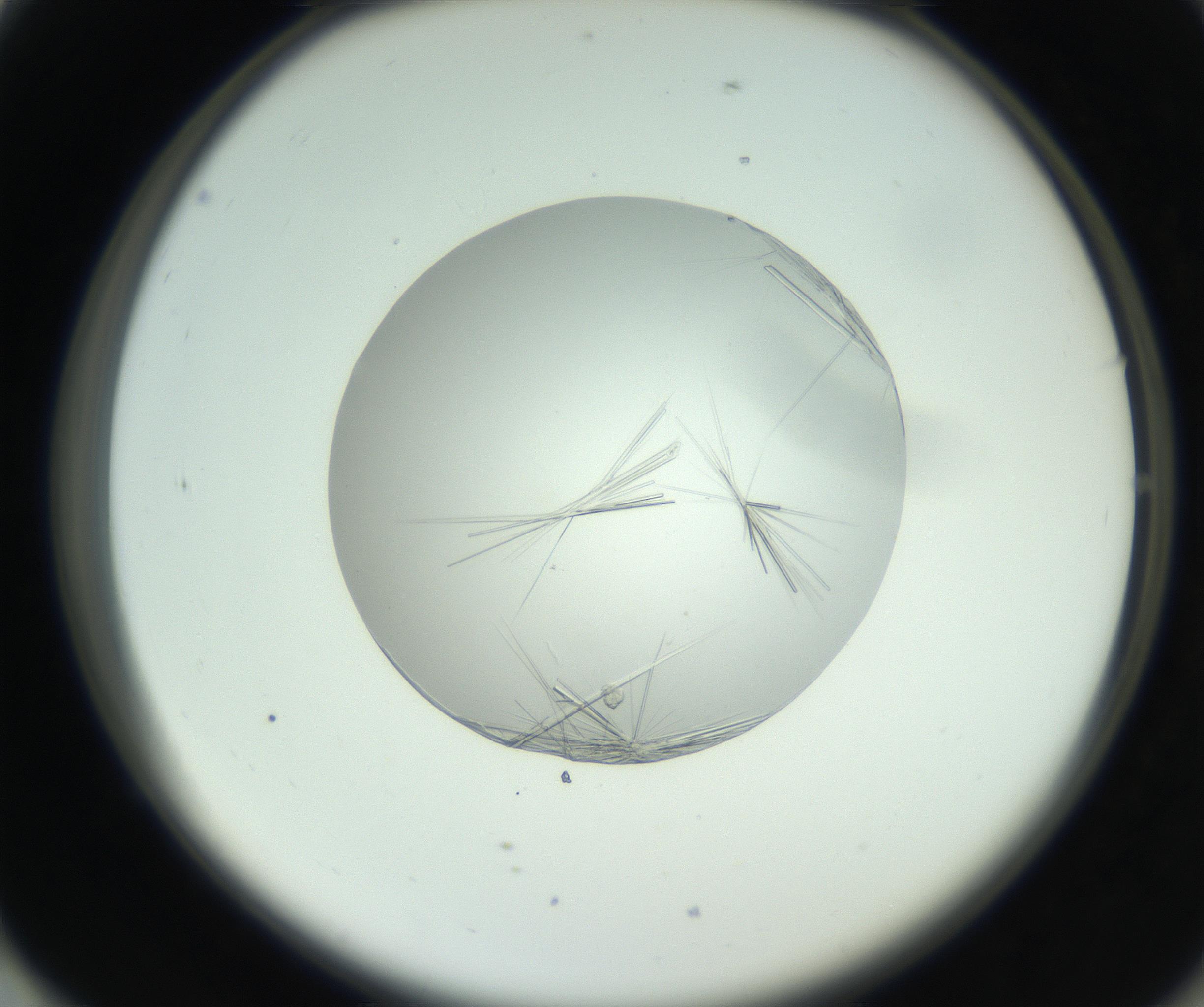 RI01_03_000_0212_Proj1_Clon1_MC_0000MC102798_002_160930_01_07_02_00_99_002_001_RAI.jpg